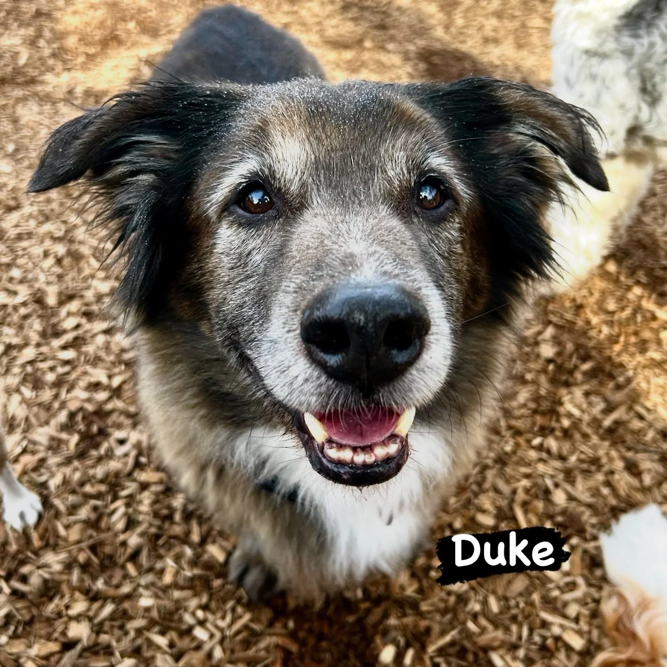 DOG OF THE DAY! 2-27-26. Today&rsquo;s featured dog is one of our favorite low-riders&hellip;. meet Duke! This spirited senior (hard to believe he&rsquo;s 13+ years old!) has been one of our beloved VIPs (Very Important Pooches) for many years. This 