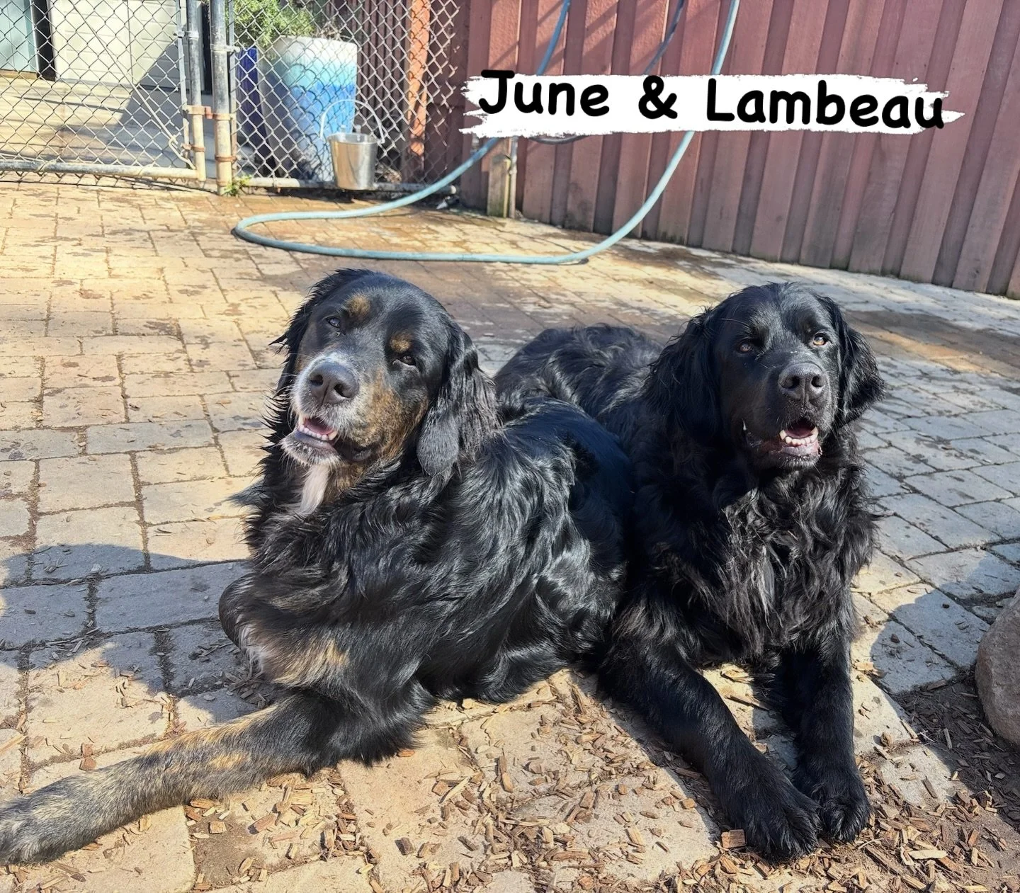DOGs OF THE DAY! 3-2-26. Aren&rsquo;t these two dogs beautiful? They are June (younger sister) and Lambeau (older brother), two Bernese Mountain Dog x Golden Retrievers, know as &ldquo;Golden Mountain Dogs.&rdquo; June and Lambeau are as playful and 
