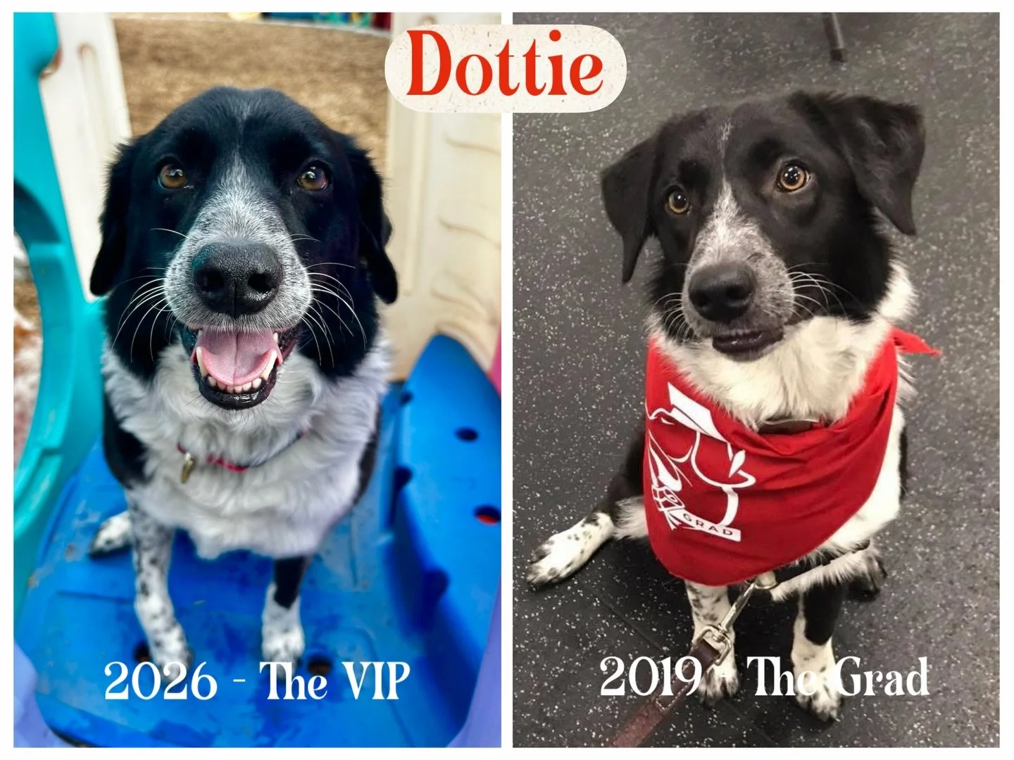 DOG OF THE DAY! 2-28-26. Darling Dottie is today&rsquo;s featured dog. This sweet border collie mix has been a resort VIP for many years. We first met Dottie when her parents brought her through our foundation training class back in spring of 2019. A