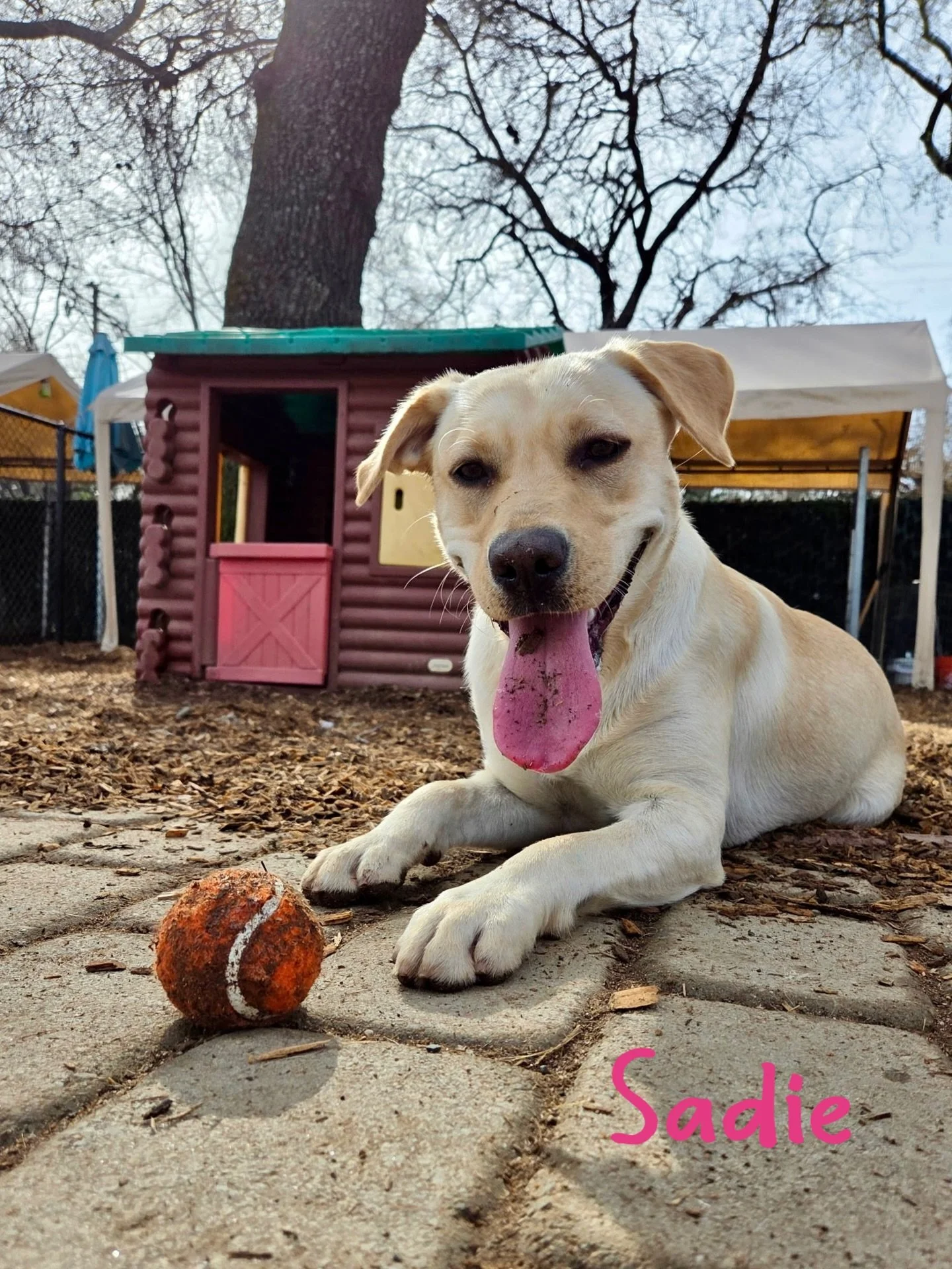 DOG OF THE DAY! 3-1-26. Another Sadie!!! This Sadie is the baby of the Sadies in our group - at least that&rsquo;s how we think of her since we first met her when she was just barely 3 months old - now she&rsquo;s close to a year old! 

It&rsquo;s ha