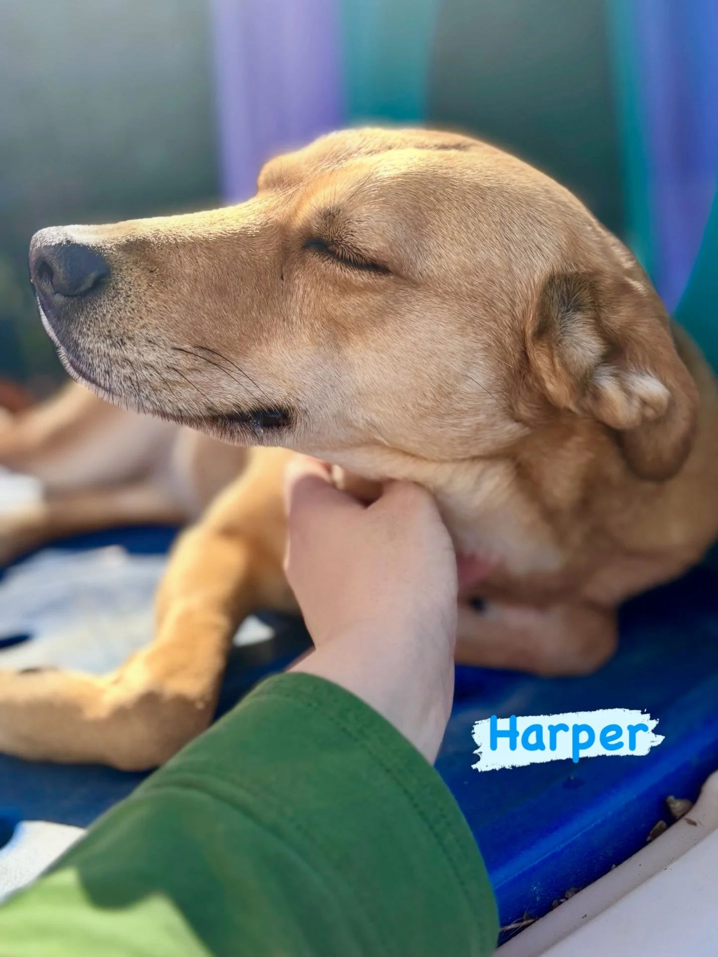 DOG OF THE DAY! 3-3-26. Meet Harper. This sweet gal, and her older sis, Echo (who we&rsquo;ll highlight later), are second generation Canine Connection dogs. Harper and Echo trade off Tuesdays and today was Harper&rsquo;s daycare day. While the siste