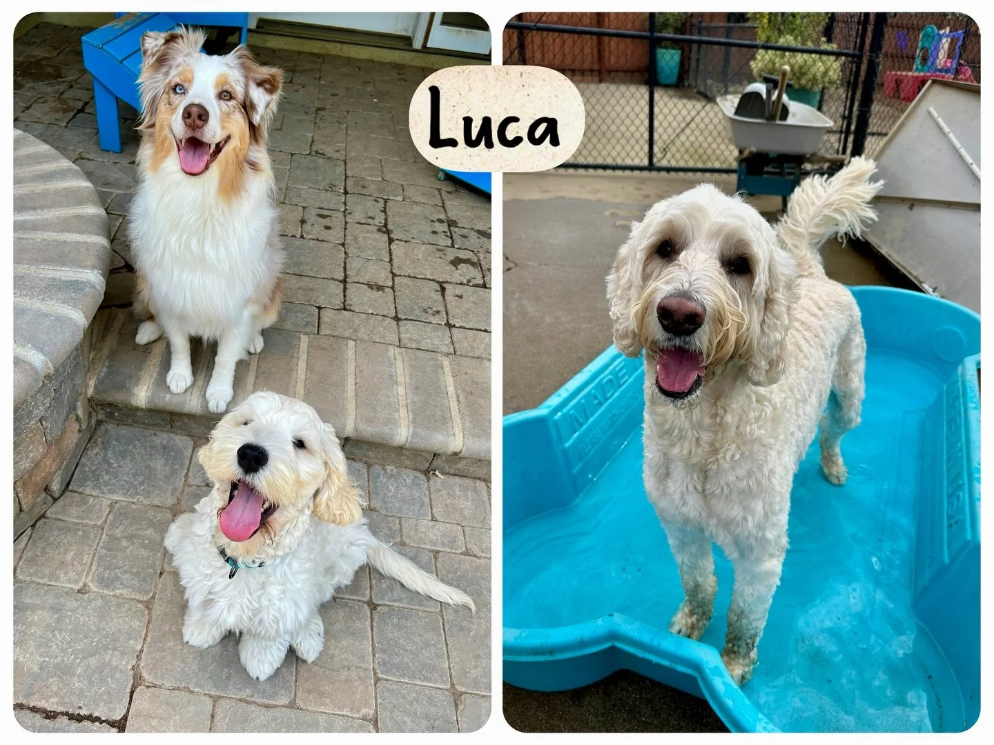 DOG OF THE DAY! 3-4-26. Luca is today&rsquo;s featured dog. This handsome doodle is a second generation Canine Connection dog. Luca stepped into the indelible paw prints left by Odie, also a precious doodle, who was part of our group for years; our c