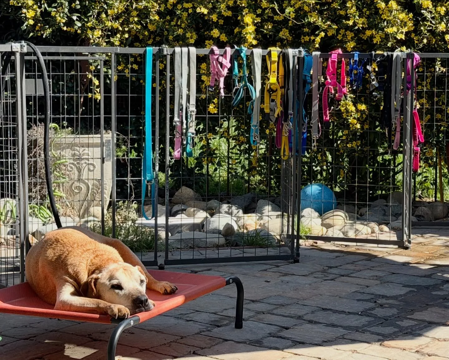Here&rsquo;s your reminder to keep your dog&rsquo;s equipment (leashes, harnesses, collars) fresh and clean. We throw them in a mesh laundry bag and into the washer then let them air dry. This keeps these items soft and supple which makes them more c