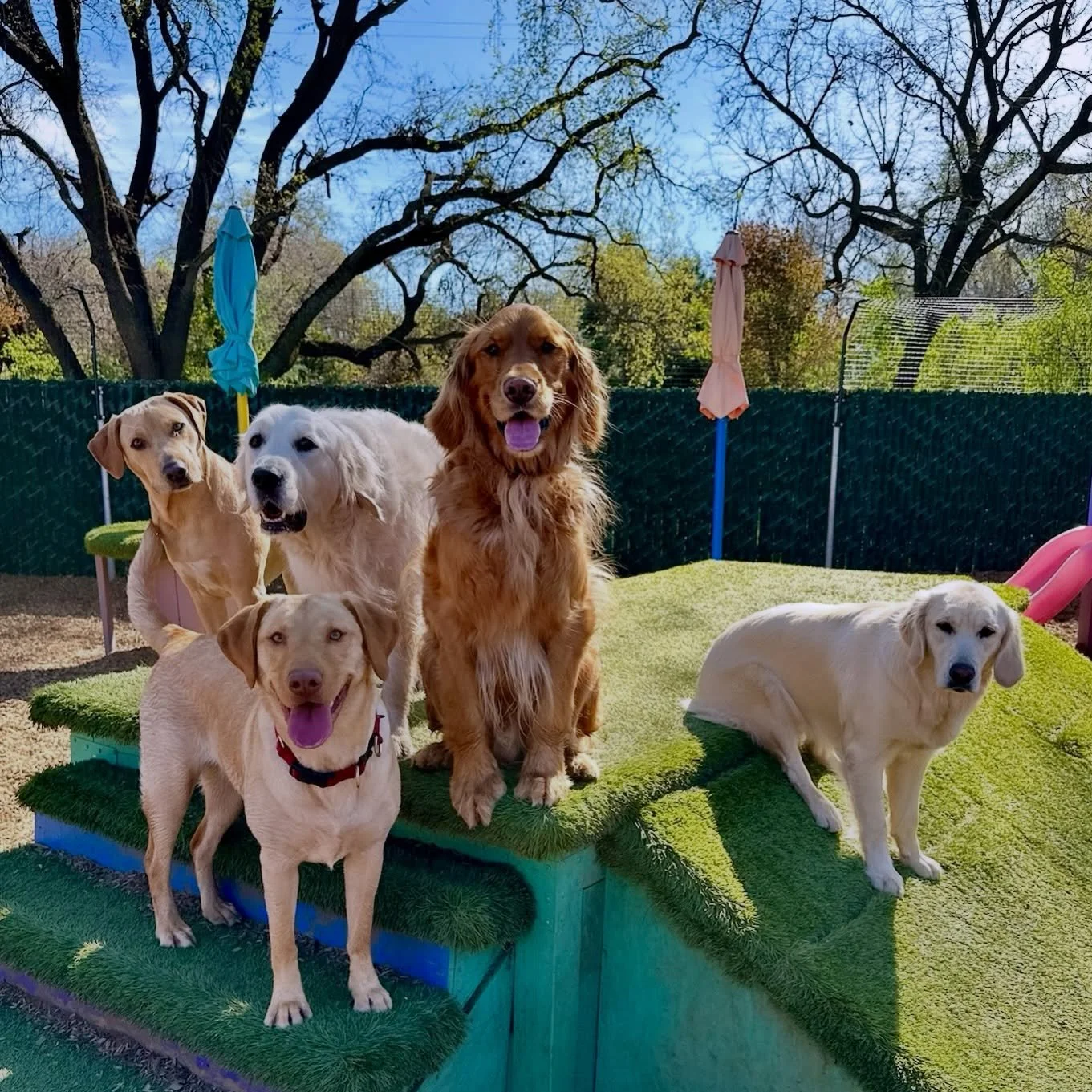It&rsquo;s a fetching Friday and the only thing better than one yellow/gold/red retriever is&hellip;. five!! Here&rsquo;s Hudson, Theo, Mando, Sadie, and Wrigley! 

#thecanineconnection #chicocanineconnection #canineconnection #chico #dogresort