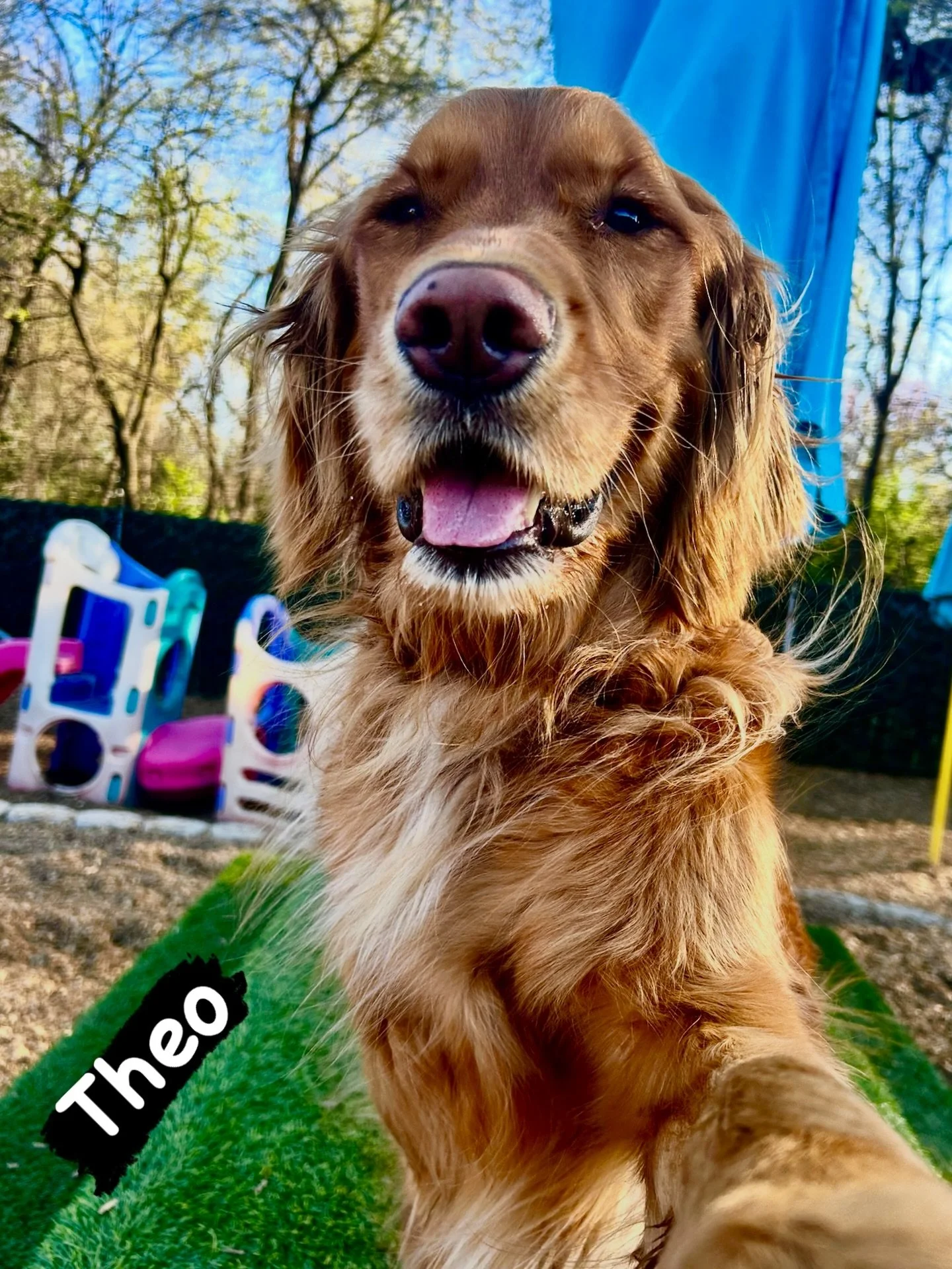 DOG OF THE DAY! 3-6-26. Meet Theo! He&rsquo;s an incredibly handsome, sweet, playful, 3.5 year old Golden Retriever. It&rsquo;s really hard to believe Theo is already a young adult because it truly feels like just yesterday that he went through puppy