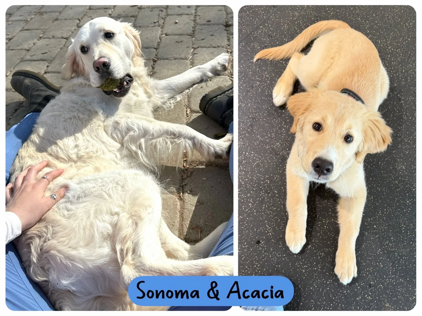 DOGS OF THE DAY! 3-7-26. Sonoma and Acacia are today&rsquo;s featured dogs. Sonoma has been part of our community for about 2.5 years, attending training class then coming on over to the resort side of our dog world. He is an avid tennis ball 🎾 fan!