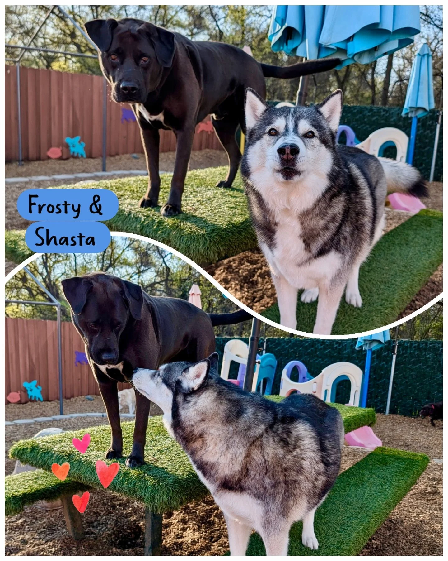 DOGS OF THE DAY! 3-8-26. Frosty and Shasta are the sweetest duo. It&rsquo;s their good luck (and ours!) that they often vacation with us at the same time because they are great friends who really enjoy their time together.

Frosty is a 9.5 year old l