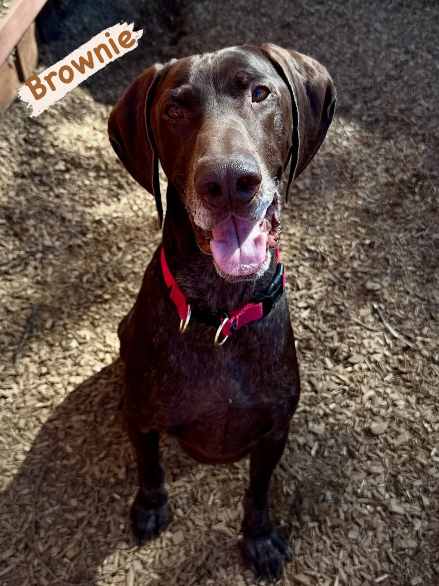 DOG OF THE DAY! 3-9-26. Brownie was adopted from Norcal GSP Rescue @norcalgsprescue after his adopters first fostered him (we love fostering and encourage everyone who can to do it!). While he was being fostered, Brownie was enrolled in private train