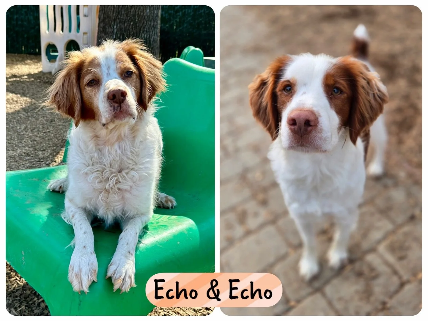 DOGS OF THE DAY! 3-10-26. The only thing better than one &ldquo;Echo&rdquo; is two, and the only thing better than that is when both Echos are Brittany Spaniels! Meet Echo (girl, left ) and Echo (boy, right), two delightful dogs who share the same na
