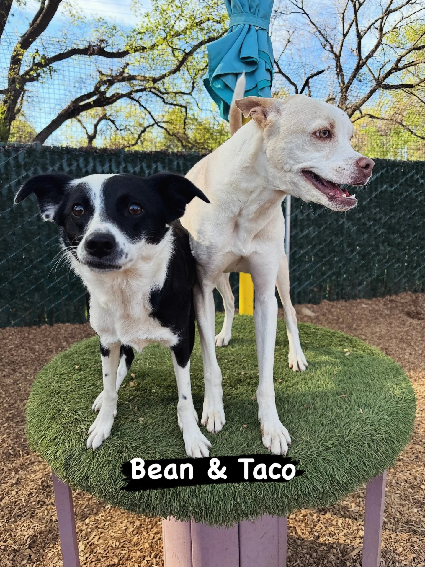 DOGS OF THE DAY! 3-11-26. These two dogs are the real deal - they are great friends who love their time together. And, with their names Bean 🫘 (on the left) and Taco 🌮 (on the right), they are also the real meal.

Taco is our resort teammate, Linds