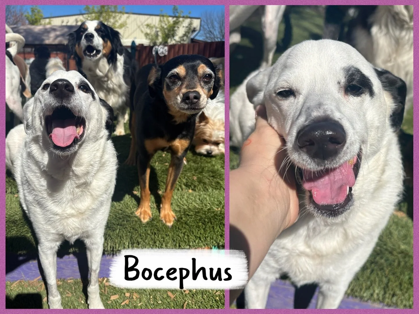 DOG OF THE DAY! 3-12-26. Today a happy refrain filled our resort: &ldquo;Bo is back! Bo is back!&rdquo; 

Bo, whose full name is Bocephus, has been away from his daycare friends for a few months because of a medical situation. Today was a happy day b