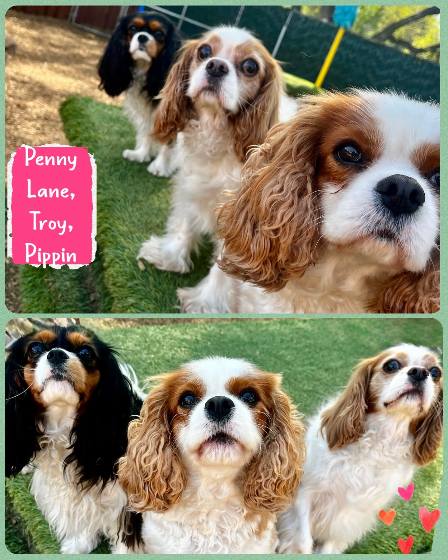 DOGS OF THE DAY! 3-13-26. It&rsquo;s Friday the 13th which is often regarded as a day of bad luck. But did you know that Cavalier King Charles Spaniels bring good luck to those around them? Of course they do since they are such friendly, affectionate