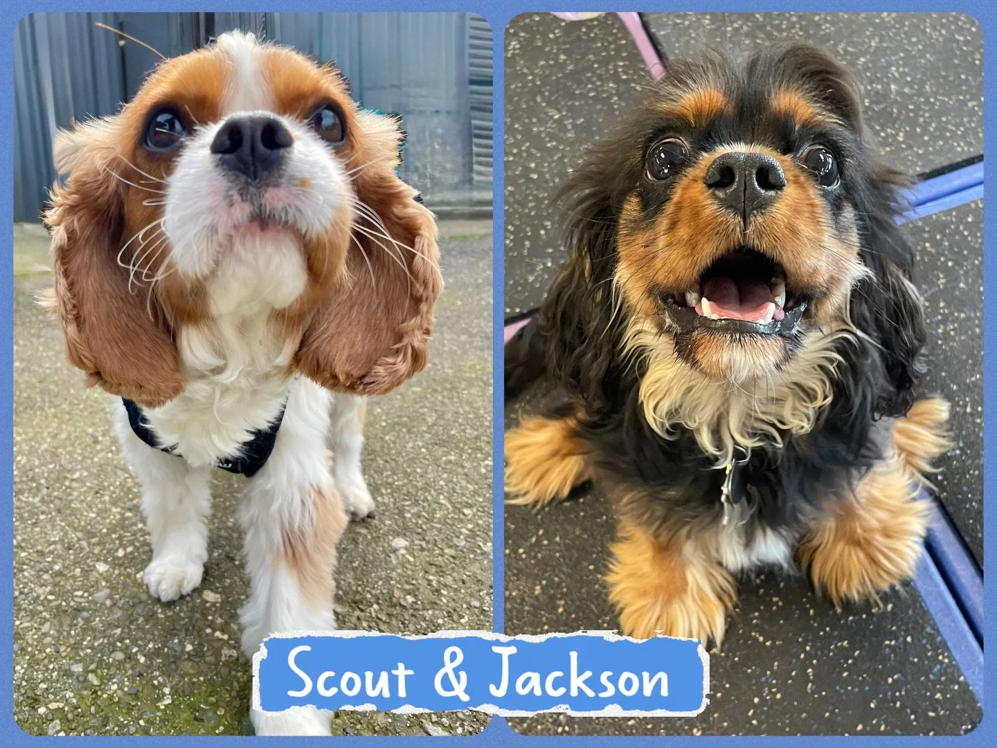 DOGS OF THE DAY! 3-14-26. Yesterday, we posted that Cavalier King Charles Spaniels bring good luck and today our luck got even better because two more Cavaliers were in our circle, this time at our academy. Meet Scout (left) and Jackson (right). Both