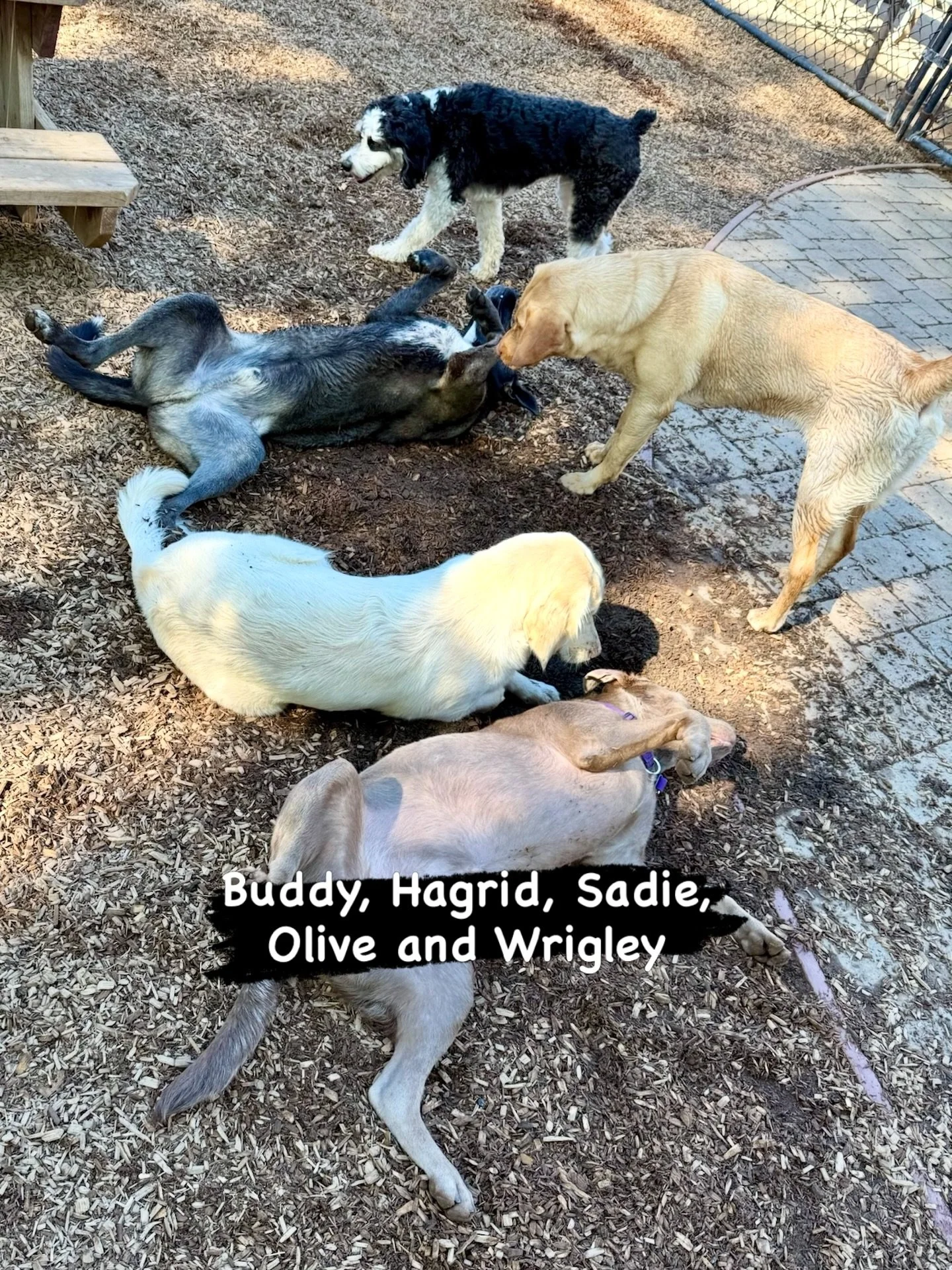 DOGS OF THE DAY! 3-16-26. Today&rsquo;s featured dogs were selected because they beautifully demonstrated something we humans find absolutely enthralling&hellip; dogs being dogs&hellip; rolling, sunning, sniffing, digging&hellip; in short, taking in 