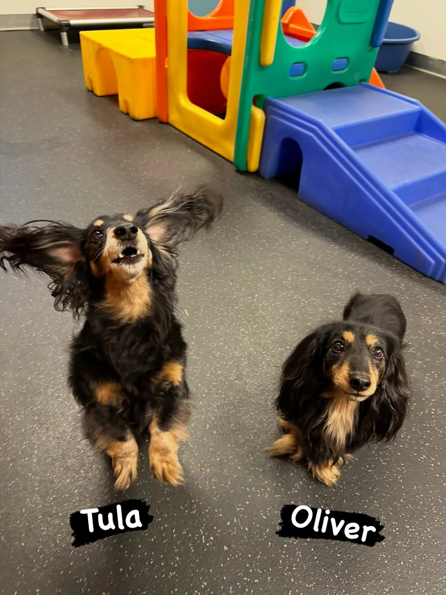 DOGS OF THE DAY! 3-18-26. You don&rsquo;t know cute till you know Tula and Oliver. These two long-haired dachshunds are quite the sibling pair. Tula is the older of the two. She&rsquo;s 13.5 years old but don&rsquo;t call this girl a senior. She&rsqu