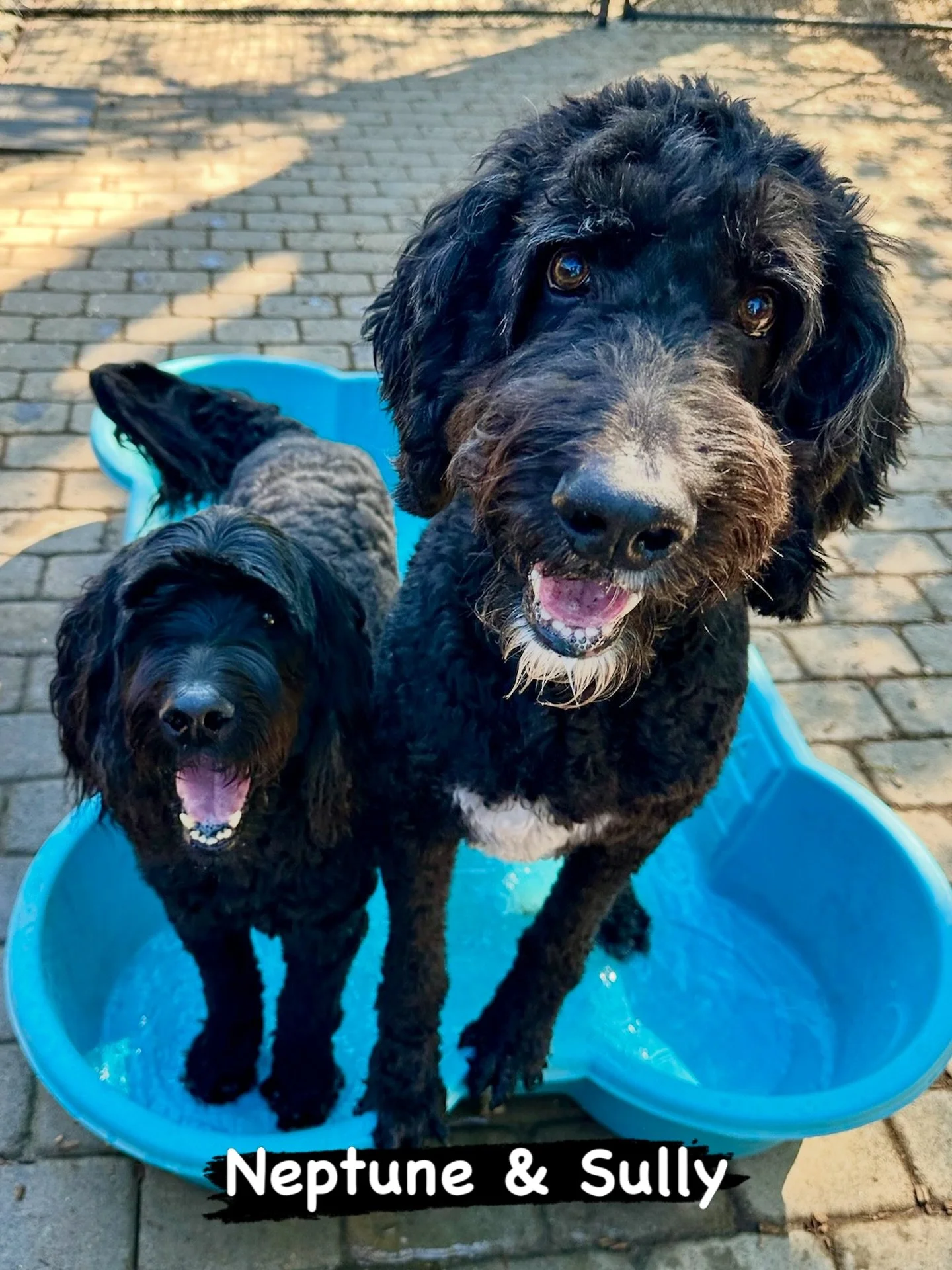 DOGS OF THE DAY. 3-19-26. Look at this handsome pair! Neptune and Sully are two golden doodley dudes who are enjoying spring break with us. Although the photo makes Sully look much bigger than Neptune, they are actually about the same size. And here&