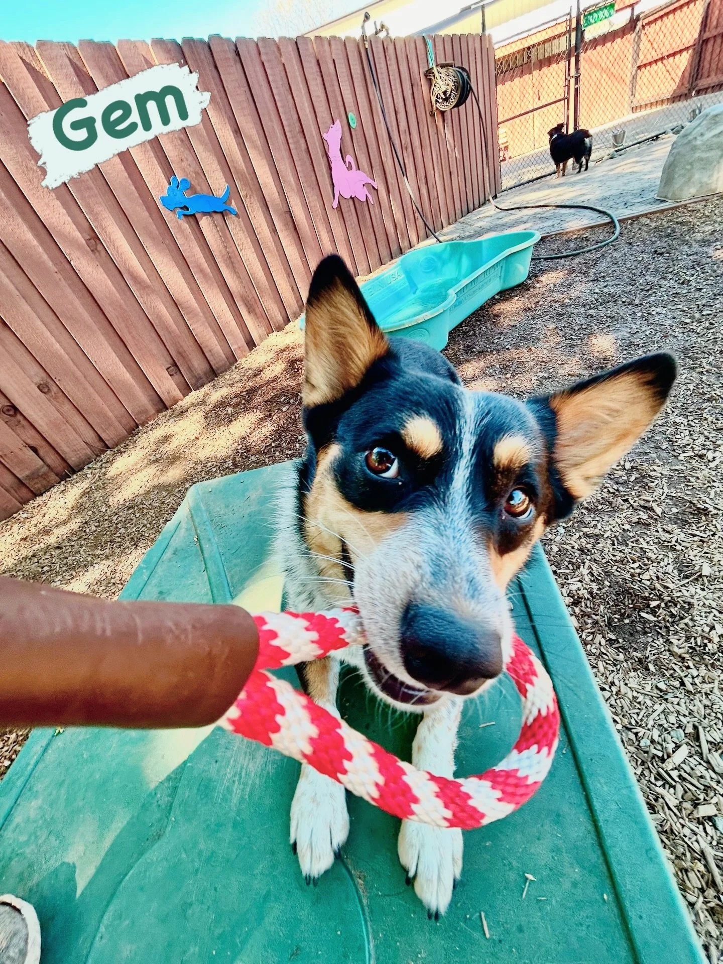 DOG OF THE DAY! 3-20-26. VIP Gem is today&rsquo;s featured dog because&hellip;. she is what she&rsquo;s named. This gal is enthusiastic, social, smart, rowdy, accomplished (academy grad!), toy-loving, silly, sassy, and as sparkly as any gem can be. A