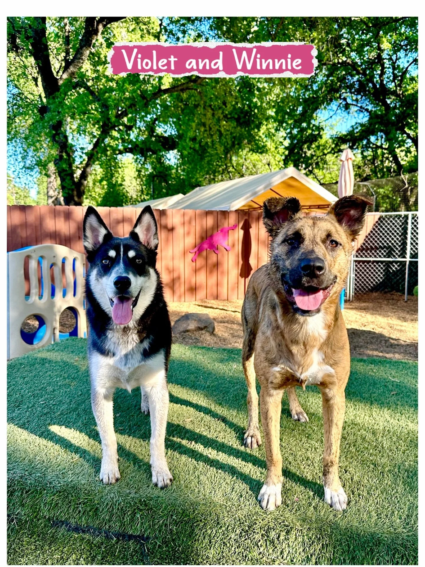 DOGS OF THE DAY! 3-21-26. These sorority sisters, members of Puppy Phi Omega, love their Saturday meet-ups at our resort. Both girls, now teenagers, graduated from Puppy Kindergarten and attended Puppy Socials (Violet - on left - completed Acing Adol
