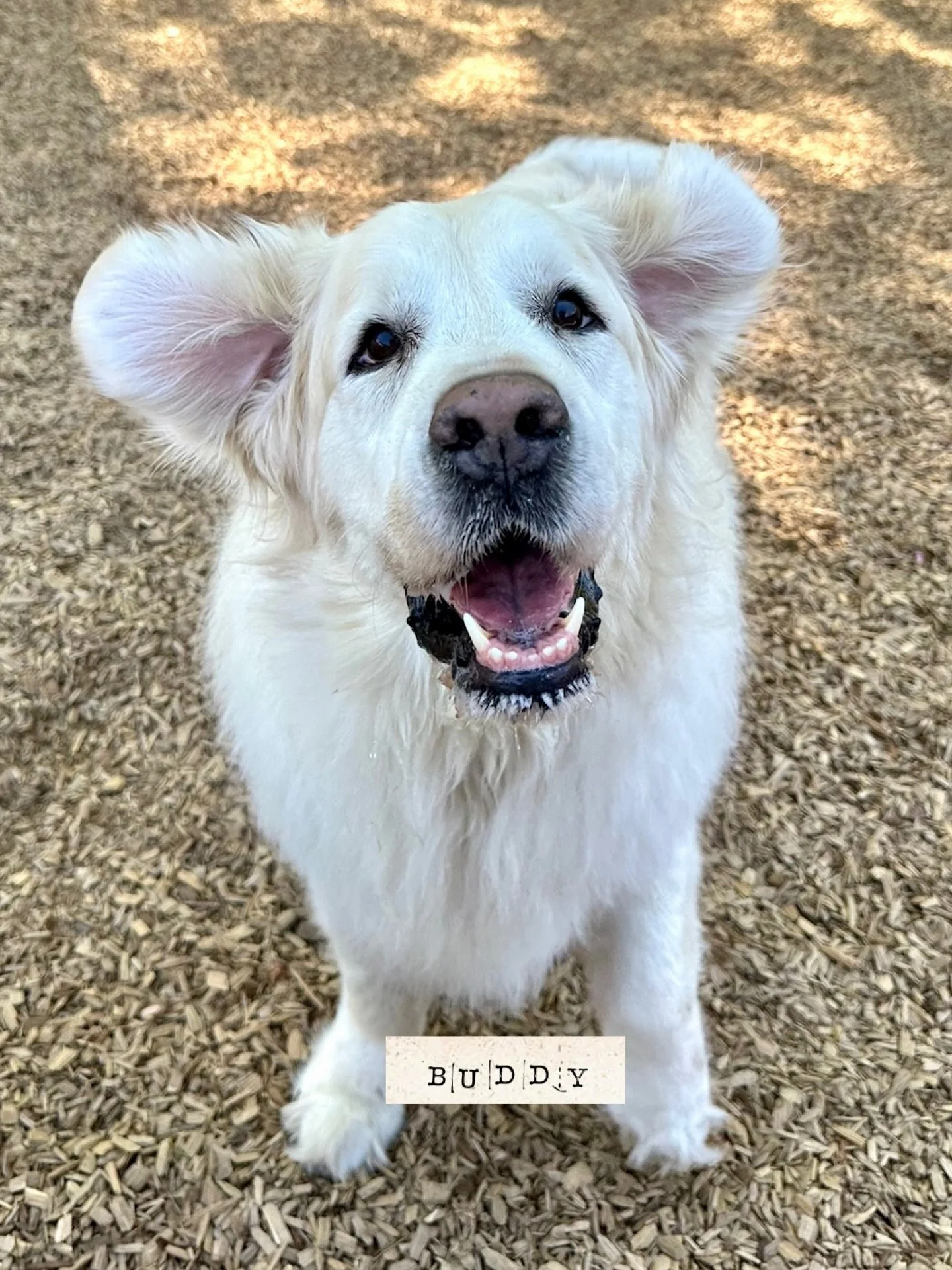 DOG OF THE DAY. 3-22-26. VIP Buddy, who is a frequent vacationer with us, is today&rsquo;s featured dog because he has the biggest heart and bestest ears. 

#thecanineconnection #dogoftheday