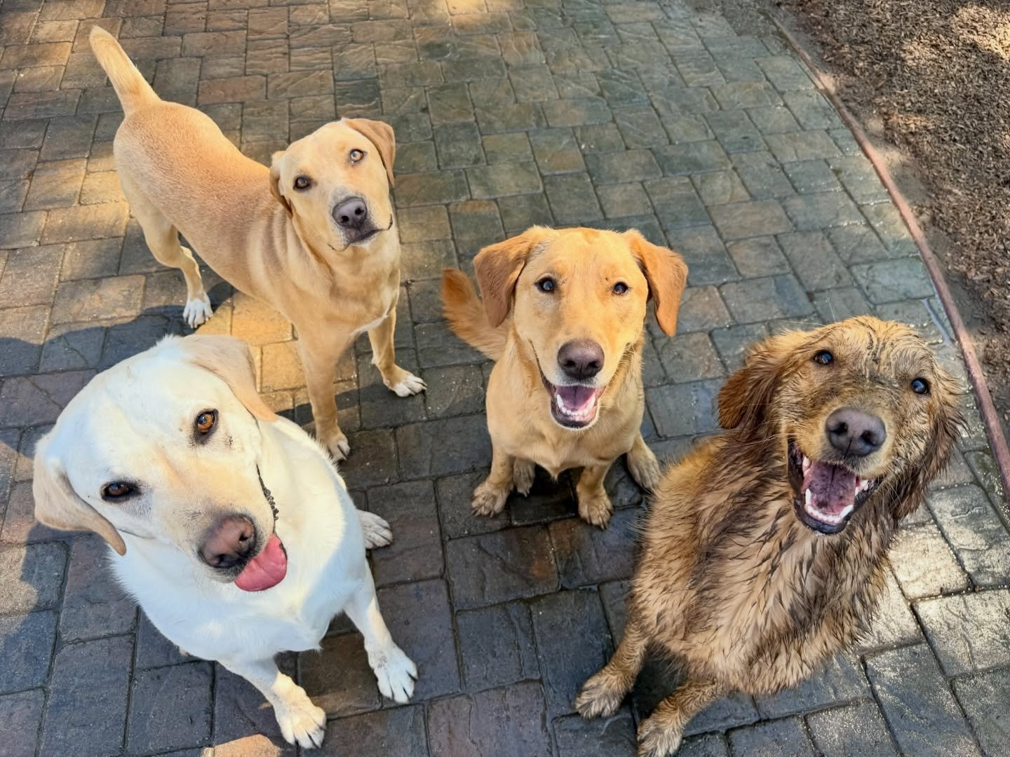 DOGS OF THE DAY. 3-24-26. One of these is not like the others&hellip;. 

#thecanineconnection #dogoftheday