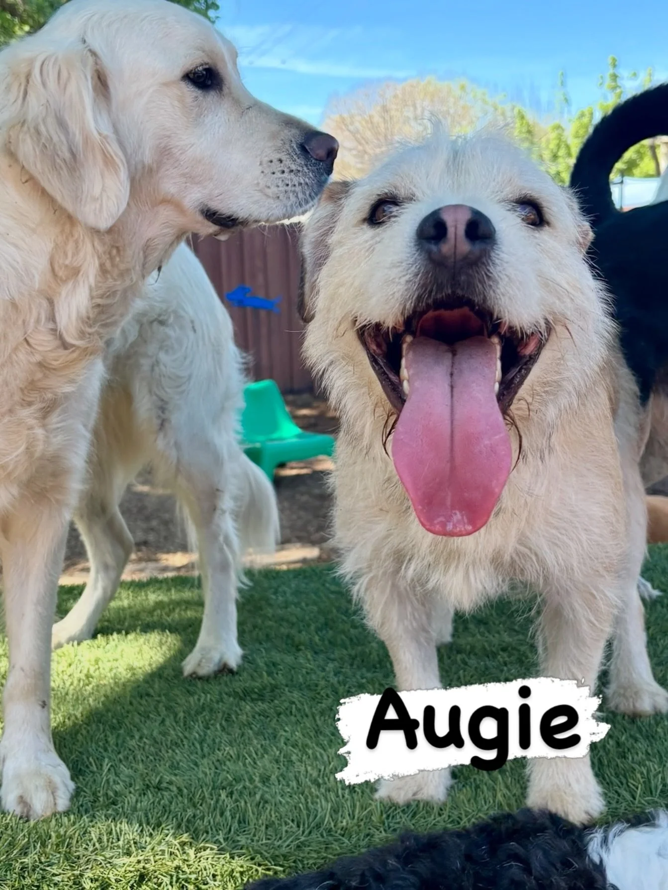 DOG OF THE DAY! 3-25-26. It&rsquo;s Augie, and his Shadow (yes, the sweet friend beside Augie is named Shadow). Augie is a newer member of our family, having recently been adopted from a Yolo County shelter. His mom, however, is a longtime member of 