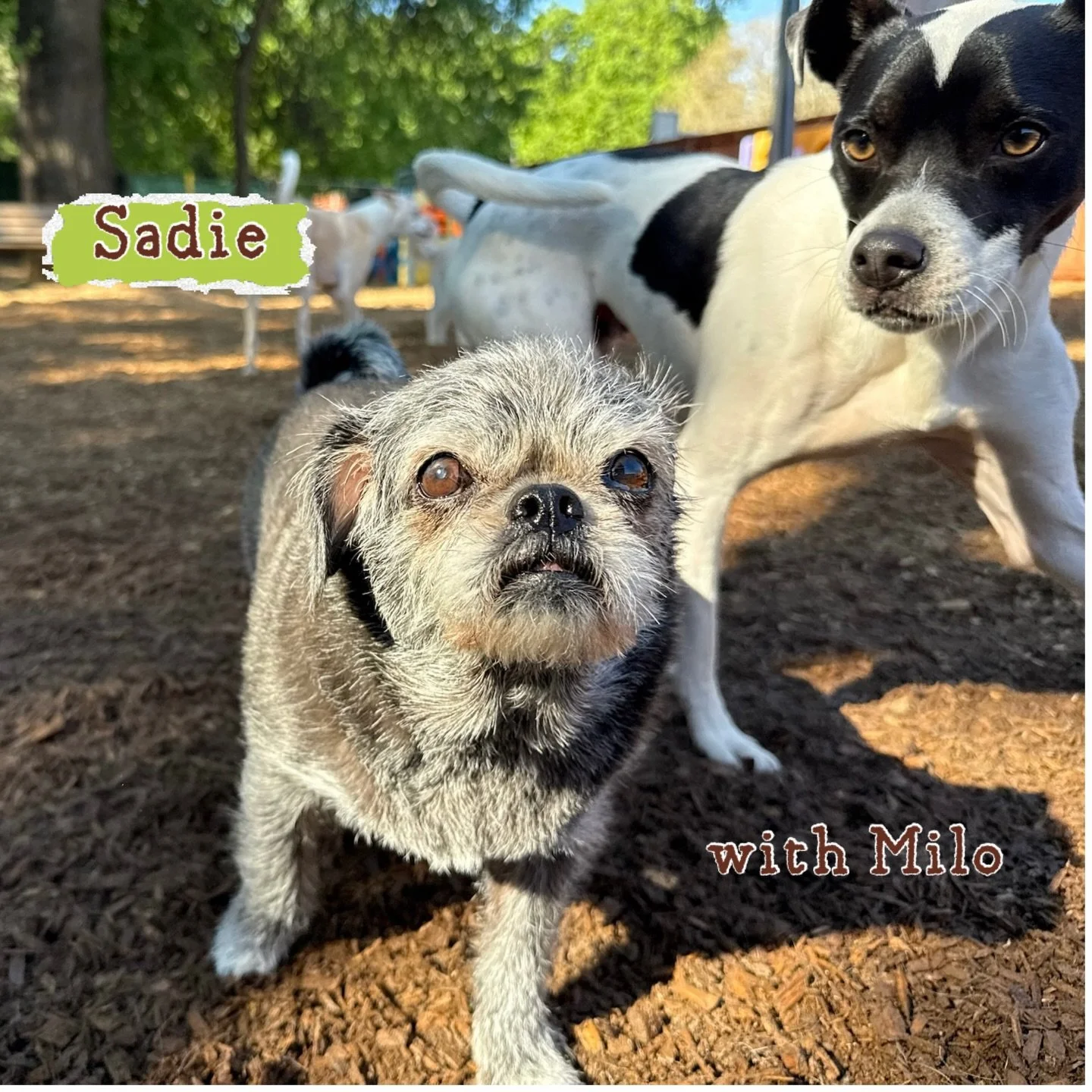 DOG OF THE DAY! 3-26-26. How cute is our VIP Sadie?! Answer: Very, very, very cute!! 

This darling pug mix is 14 years young! And while you may see, in this pic, a cute, scruffy dog, Sadie thinks of herself as quite the cougar. You see, she loves th