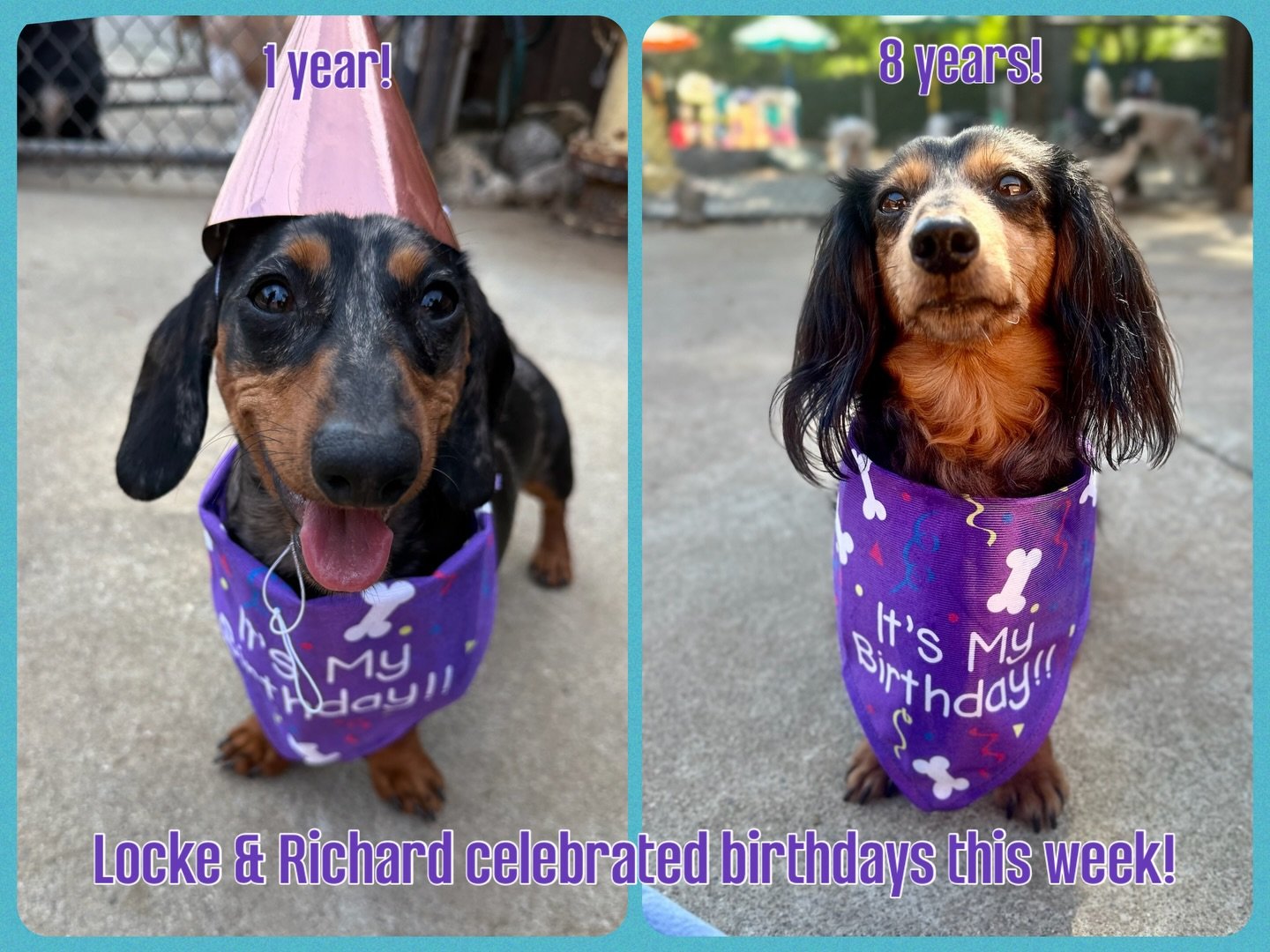 Two of our darling VIP dachshunds, Locke and Richard, celebrated birthdays this week! Locke is turning 1 and Richard is turning 8. Happy Birthday, boys!! 

#birthdaydog #thecanineconnection #canineconnection #chicoca #dogresort