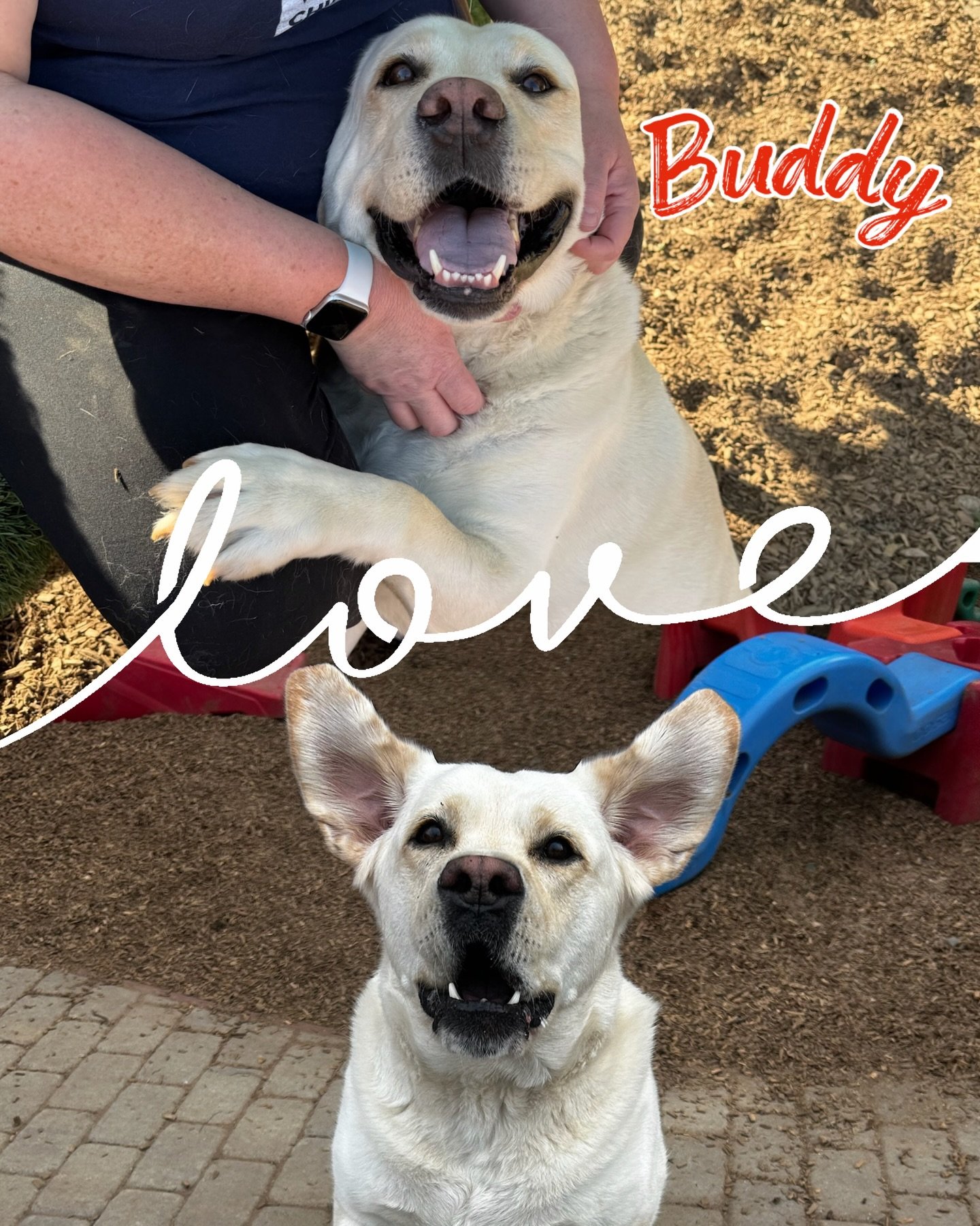 DOG OF THE DAY! 3-37-26. We recently posted a pic of a Buddy (Golden Retriever) who has the bestest ears and we have another Buddy with the bestest ears! Meet Buddy Lab! This Buddy is also one of our beloved resort VIPs. And like Buddy Golden, this@g