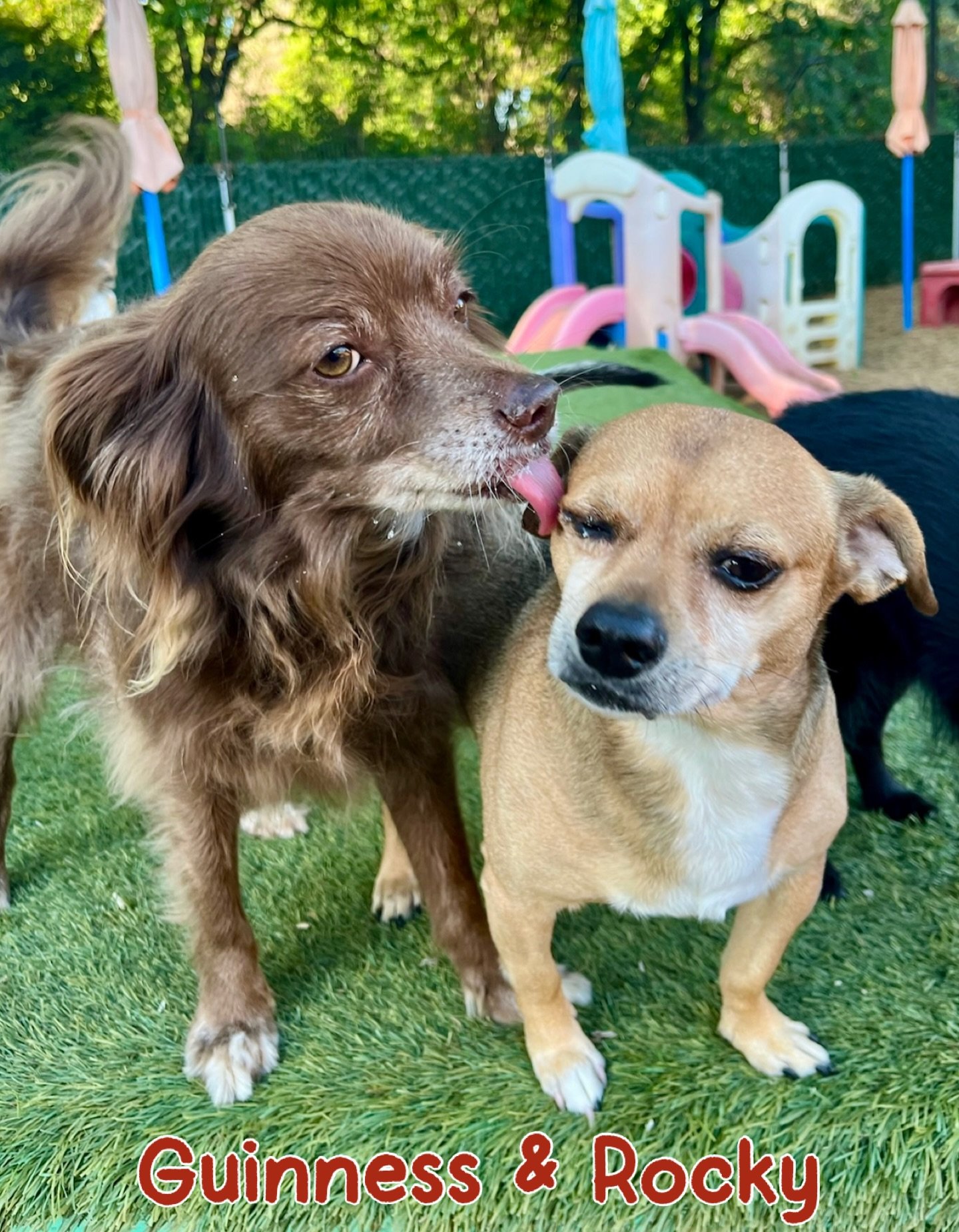 DOGS OF THE DAY! 3-28-26. Guinness and Rocky are brothers in every sense of the word, but for their completely different biological make-ups. They were adopted by the most loving parents when they were just wee pups. Having spent their whole lives to