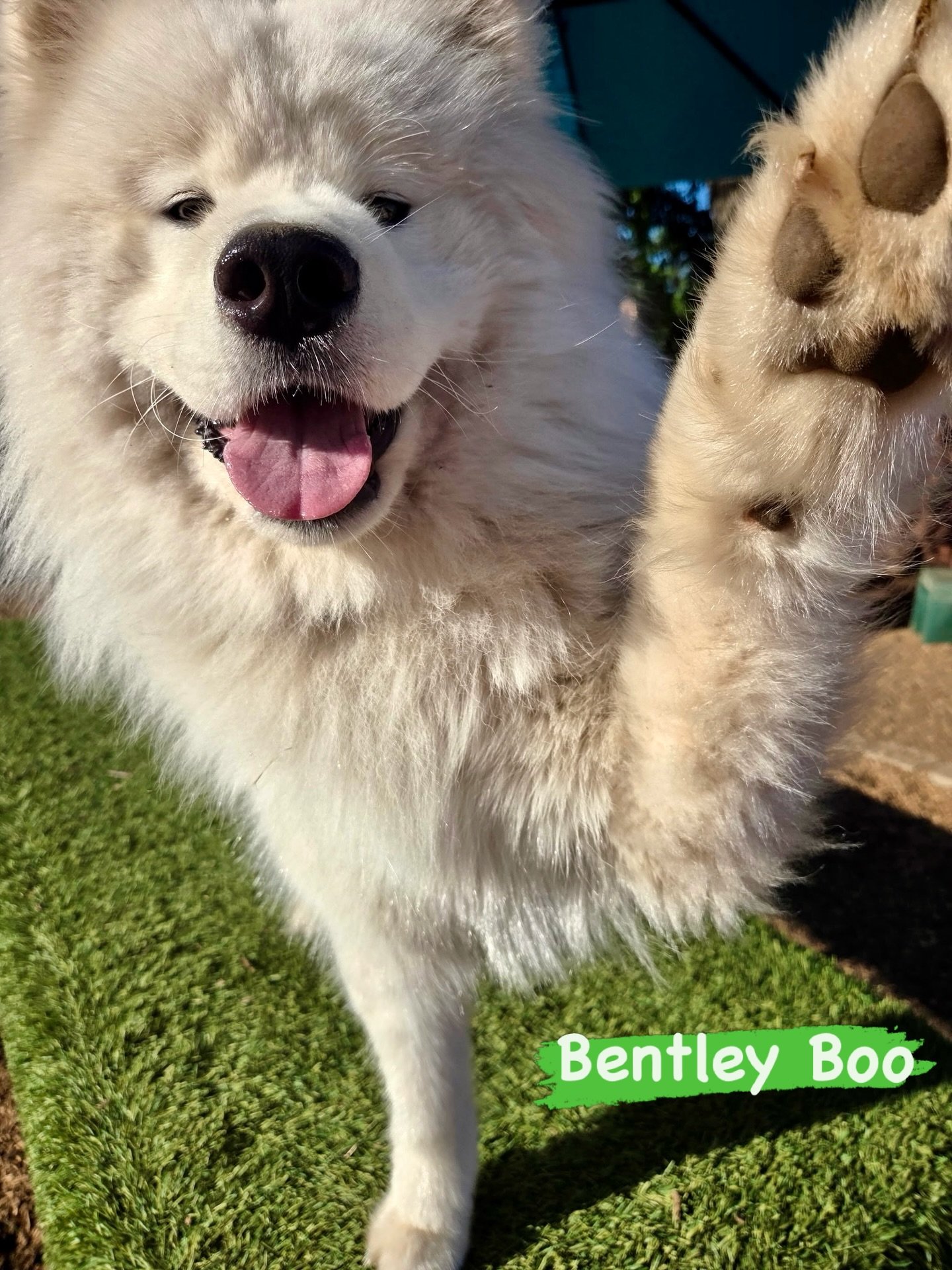 DOG OF THE DAY! 3-29-26. Howdy Meet Bentley Boo! We&rsquo;re not really sure if this VIP is actually a dog or a teddy bear who identifies as a dog. Regardless, Bentley Boo is fluffy, friendly, fiesty, and fun! At 11 months old, this dude is full-on t
