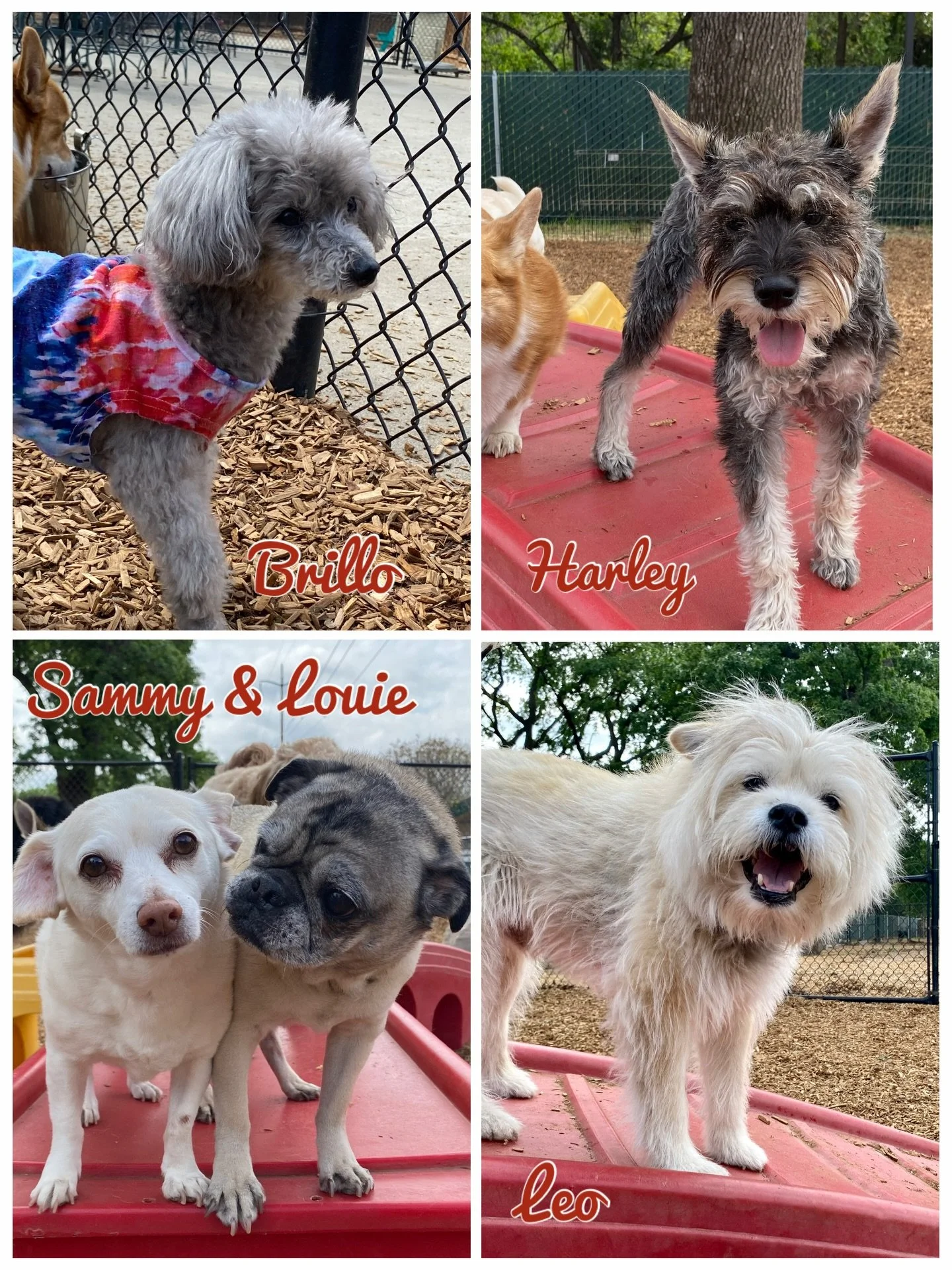 MEMORY MONDAY. I just took a trip down memory lane by looking at photos on my phone from March 30 across the years&hellip;. and these photos made my heart skip a beat. 

These photos were taken of our &ldquo;Littles&rdquo; social group on March 30, 2