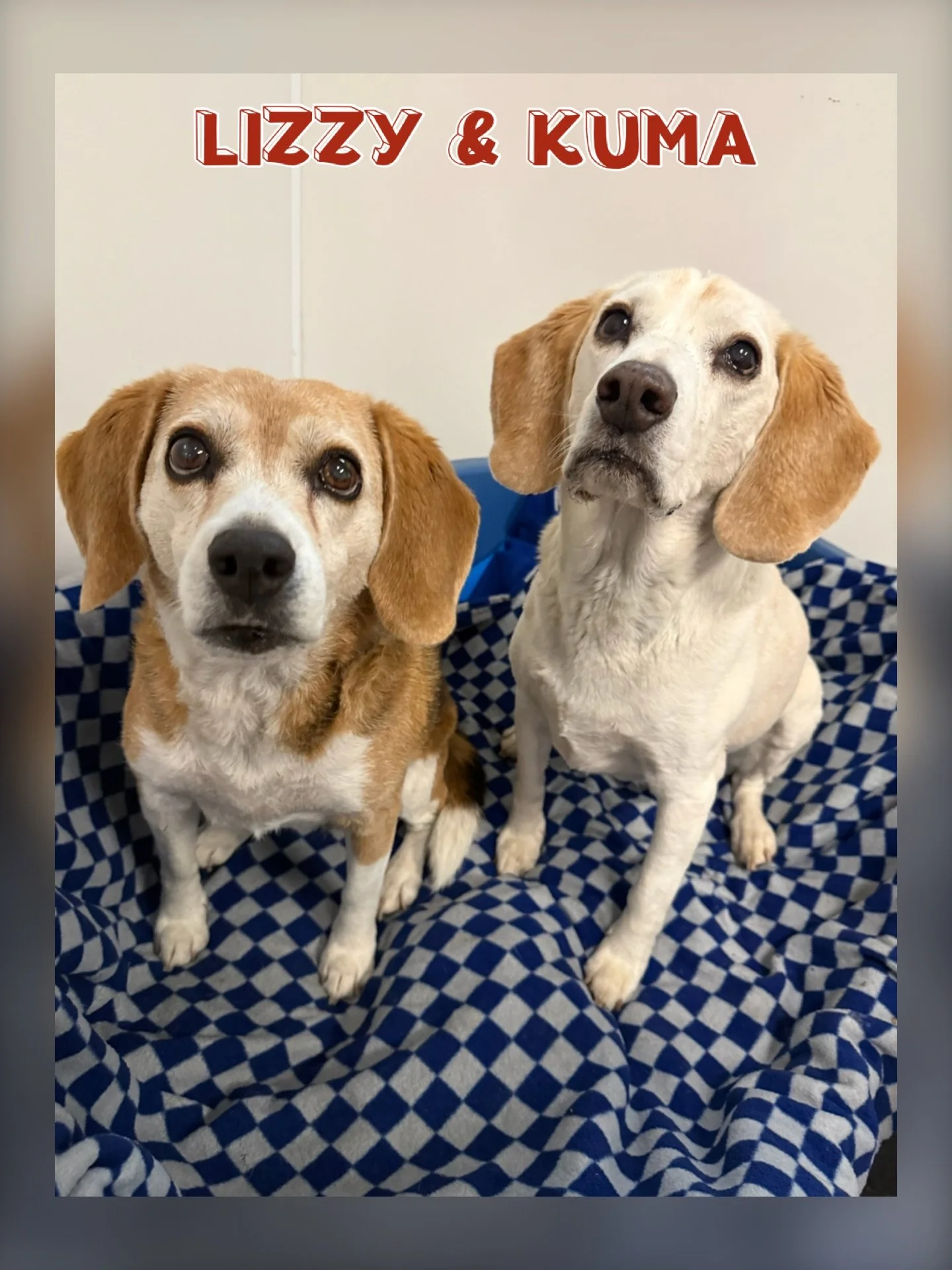 DOGS OF THE DAY! 4-1-26. Oh, how we love our beagle friends - and that&rsquo;s no April Fool&rsquo;s joke! 

Siblings Lizzy and Kuma are very special VIPs indeed. We first met this precious pair when they were pups in Puppy Kindergarten - 11 years ag