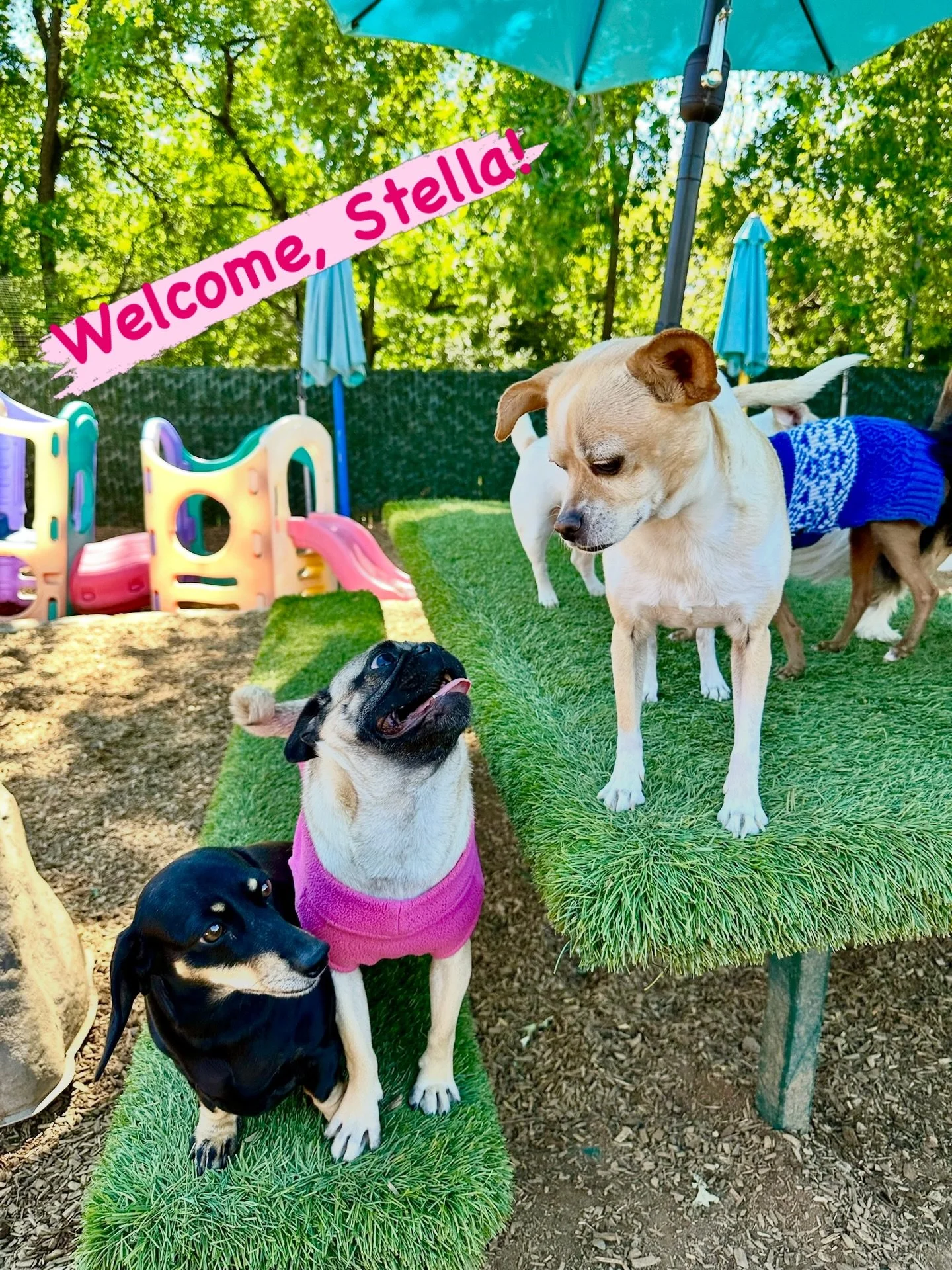 DOG OF THE DAY! 4-2-26. Stella, the perfectly precious pug, joined our enrichment daycare club today! She arrived dressed for success, sporting a power pink sweater. Bella and Pepper checked her out and asked her if she knew the secret PEP Camp passw