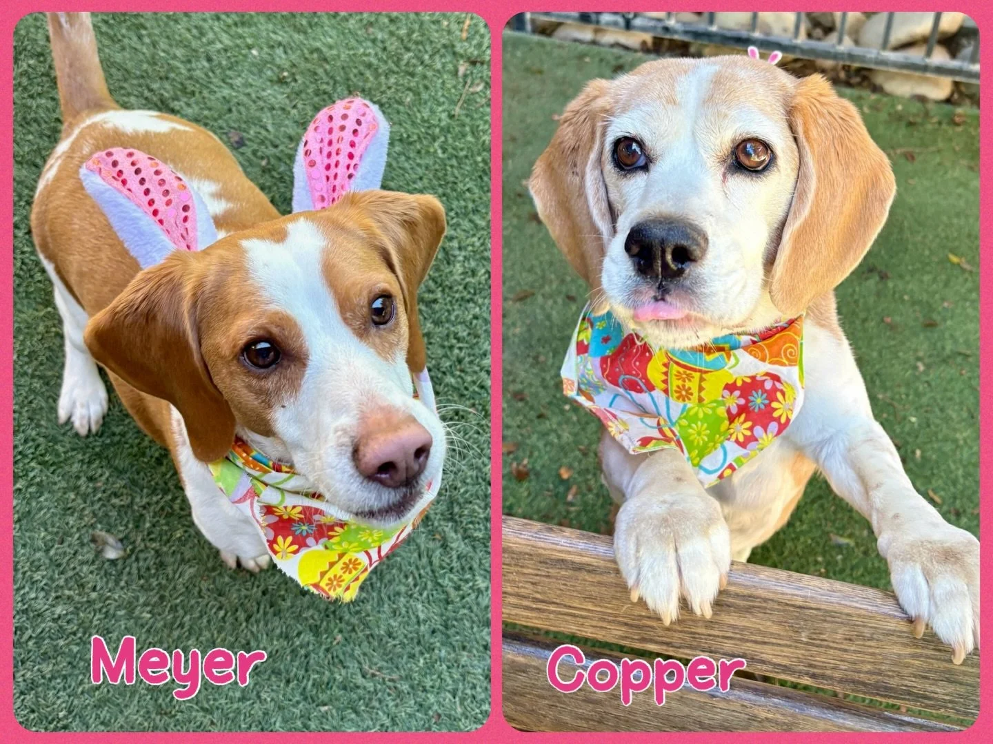 DOGS OF THE DAY! More beagles!
VIPS Cooper and Meyer arrived today for a vacation stay. Their first stop? Our enrichment alley for an Easter egg hunt - and who could be better at sniffing out every last little treat than a beagle! 

Meyer and Copper 