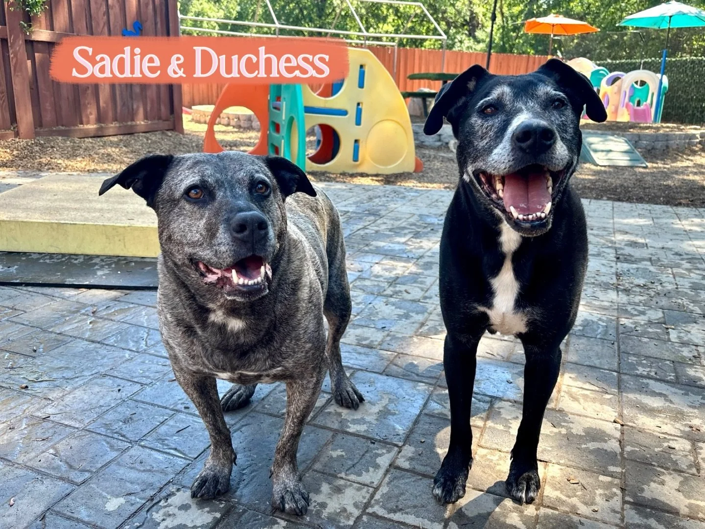 DOGS OF THE DAY! 4-6-26. We&rsquo;ve previously featured Duchess, the sweet and soulful gal on the right, and today, her day - and ours - was made richer by the presence of her good friend, Sadie. 

Both these beauties are part of the senior set - Du