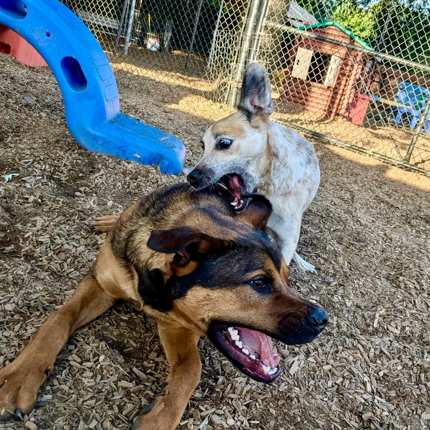 These two teens have come so far&hellip; all the way from Tehama County Animal Care Center (@tehamaanimals)! 

Indigo, the cattledog cutie, was adopted as a much younger pup by longtime friends of The Canine Connection. They brought her to Puppy Kind