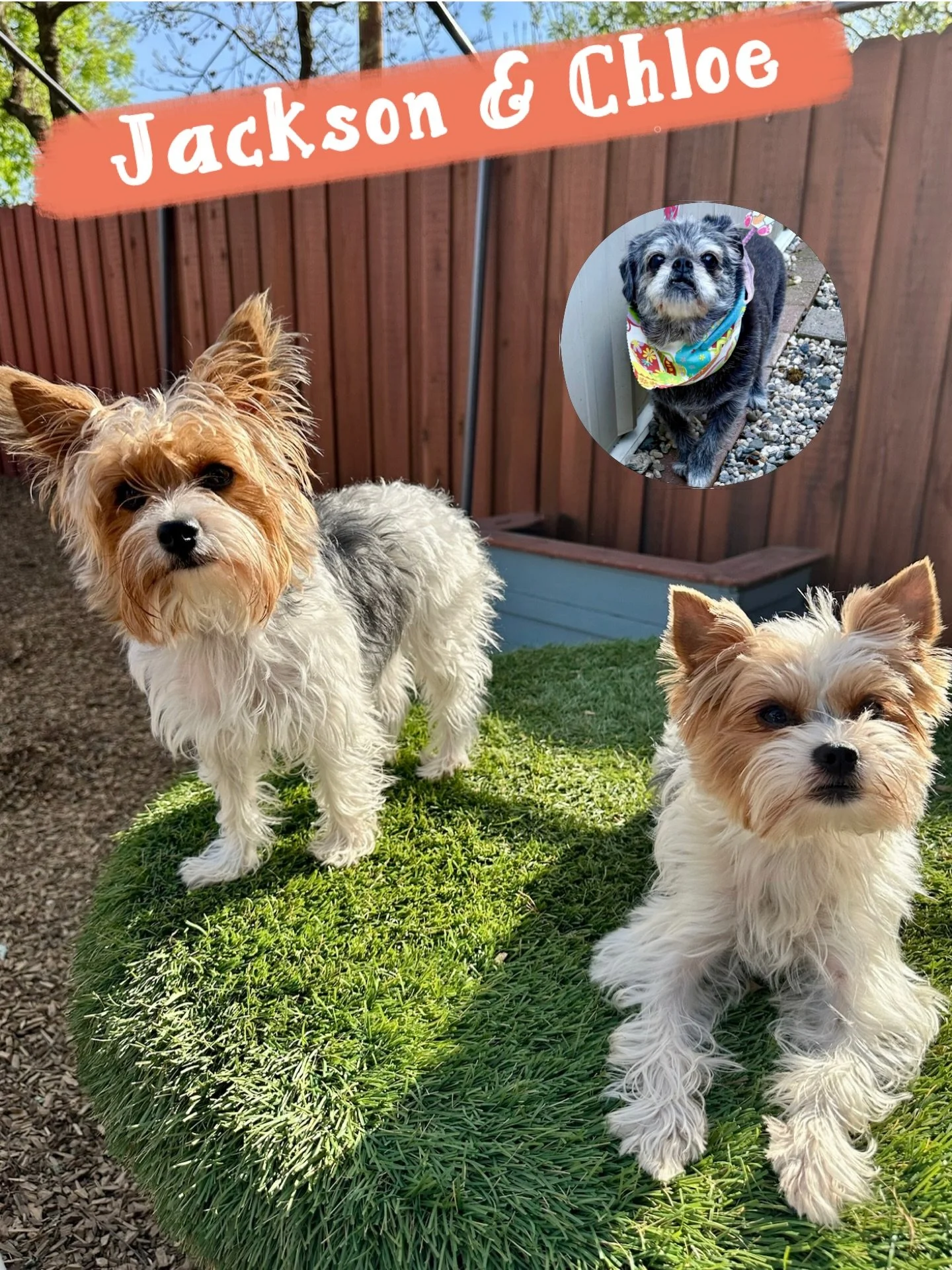 DOGS OF THE DAY! 4-7-26. In the world of lookalikes, Jackson and Chloe win the award! These two little Yorkies could be from the same litter - they&rsquo;re not, but they absolutely are cut of the same cloth. 

Jackson and Chloe recently met each oth