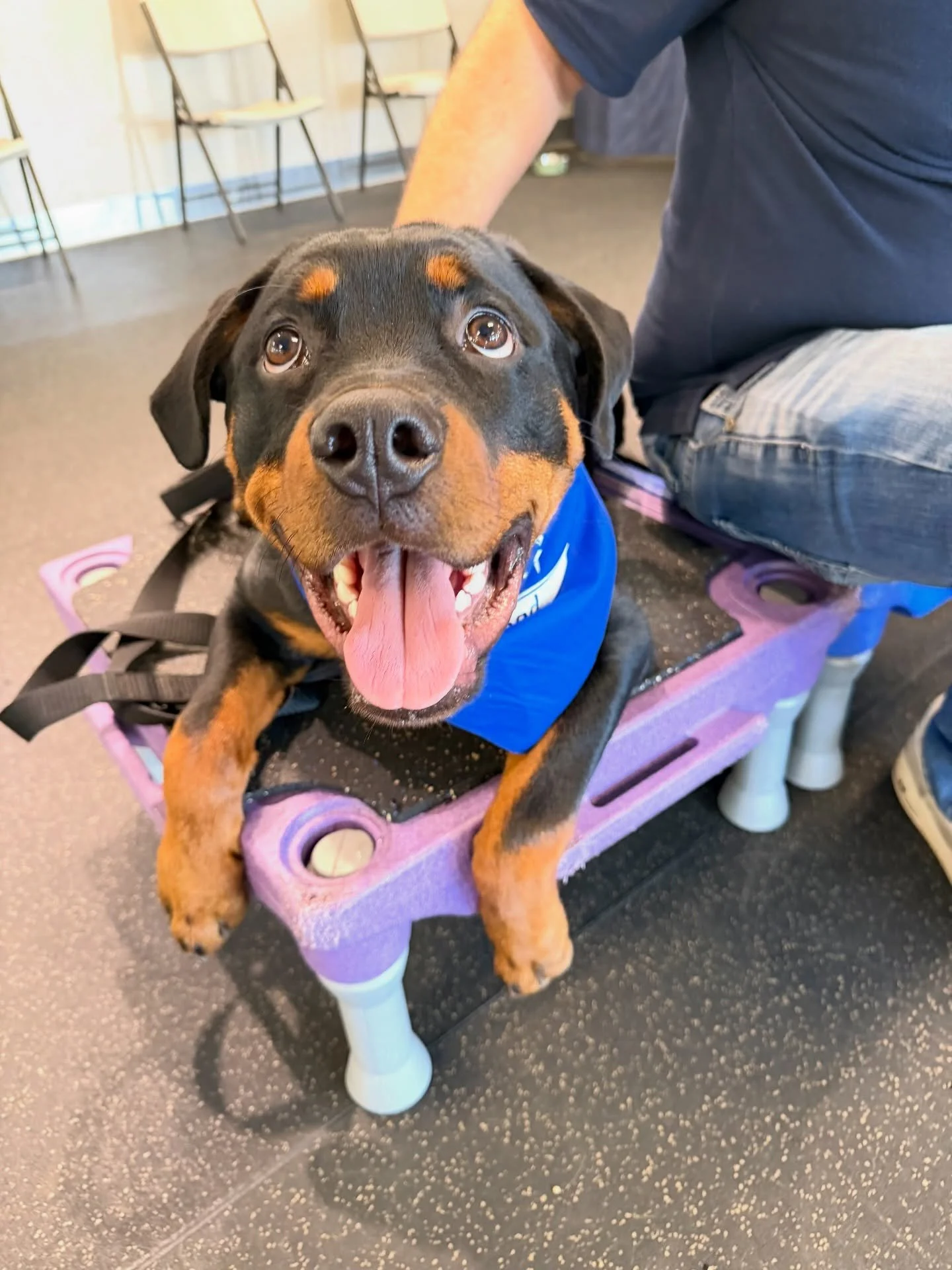 It&rsquo;s SPRING TRAINING time! 

We have openings in our upcoming FOUNDATION CLASSES! Grab your spots in Puppy Kindergarten or Essential Life Skills to hone your dog&rsquo;s skills and deep your partnership with your puppy, teen, or adult dog. Heck