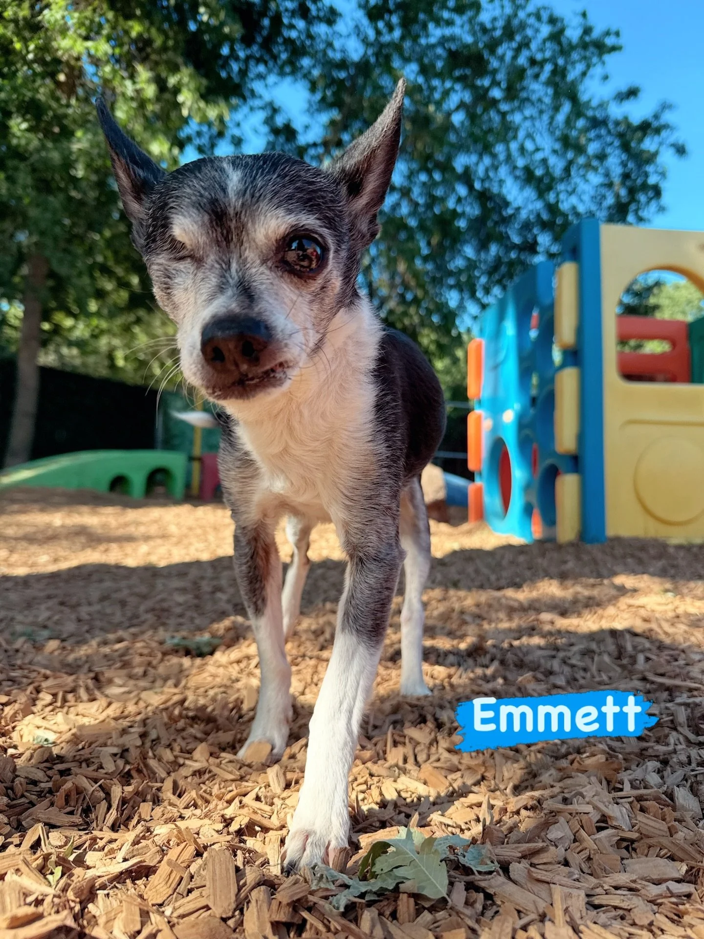 DOG OF THE DAY! 4-8-26. Emmett!! At 12 years young, this charming Chihuahua mix proves that confidence never goes out of style. With one eye and a cool vibe, Emmett steals the show with the cutest strut and the sweetest personality to match. Every st