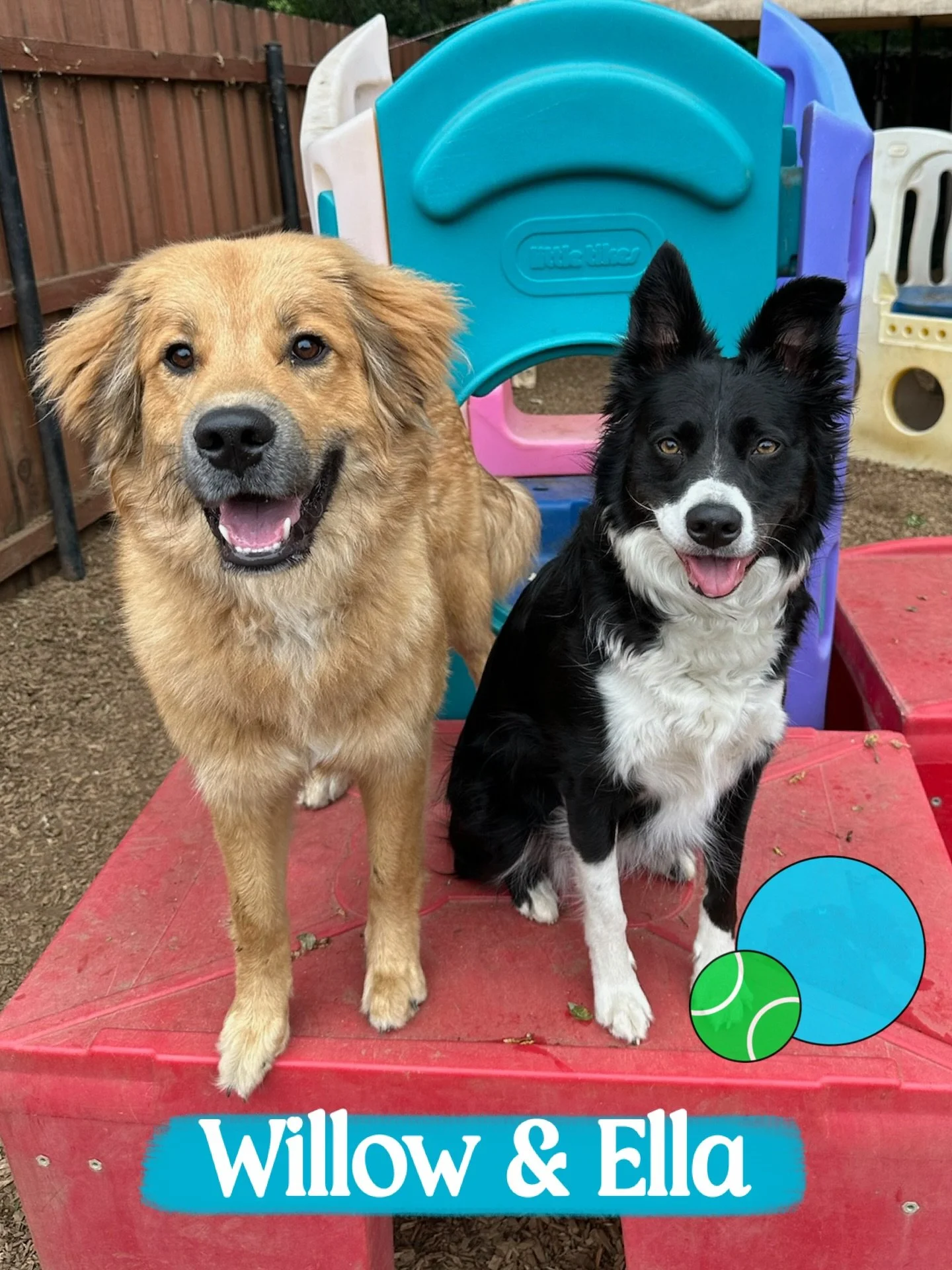 DOGS OF THE DAY! 4-10-26. Willow and Ella have it all&hellip; they are smart, social, and beautiful! They also have wonderful parents who are ensuring that that their darling dogs are living their best lives - and we&rsquo;re honored to be part of th