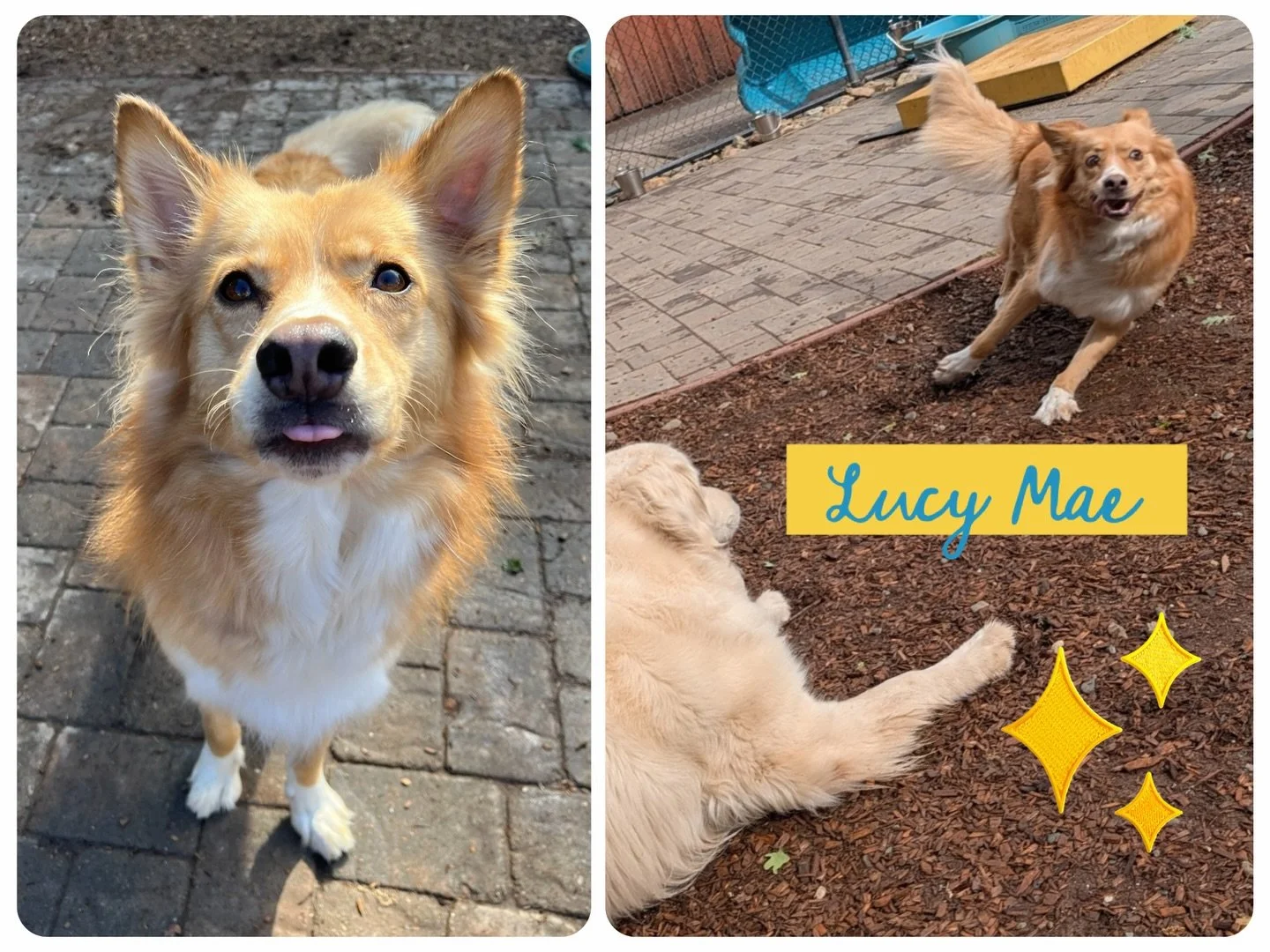 DOG OF THE DAY! 4-12-26. Lucy Mae!

Lucy Mae
Was here today
To run and jump 
And chase and play
She&rsquo;s got the moves
A vibe that grooves
In a party animal way.

As you can see, Lucy Mae brings out the poet in us. This collie mix princess is deli
