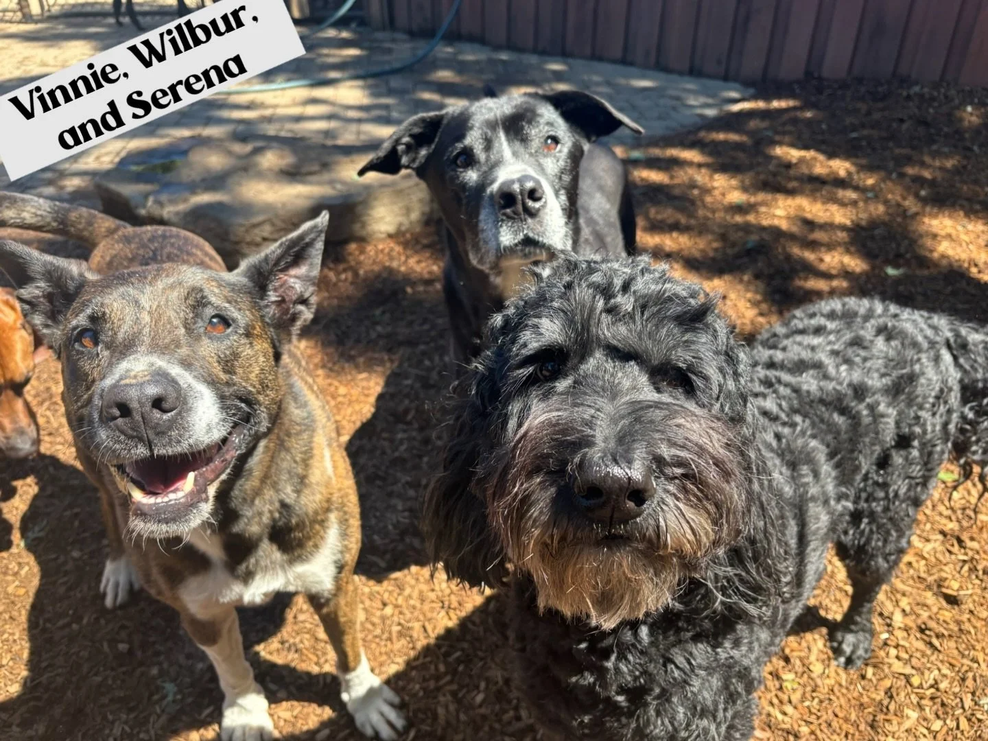 DOGS OF THE DAY! 4-13-26. These three seniors prove that daycare isn&rsquo;t just for the young and restless. In fact, they show that it&rsquo;s never too late to join the party. Vinnie (left) has recently done just that. He&rsquo;s 9 years old and h