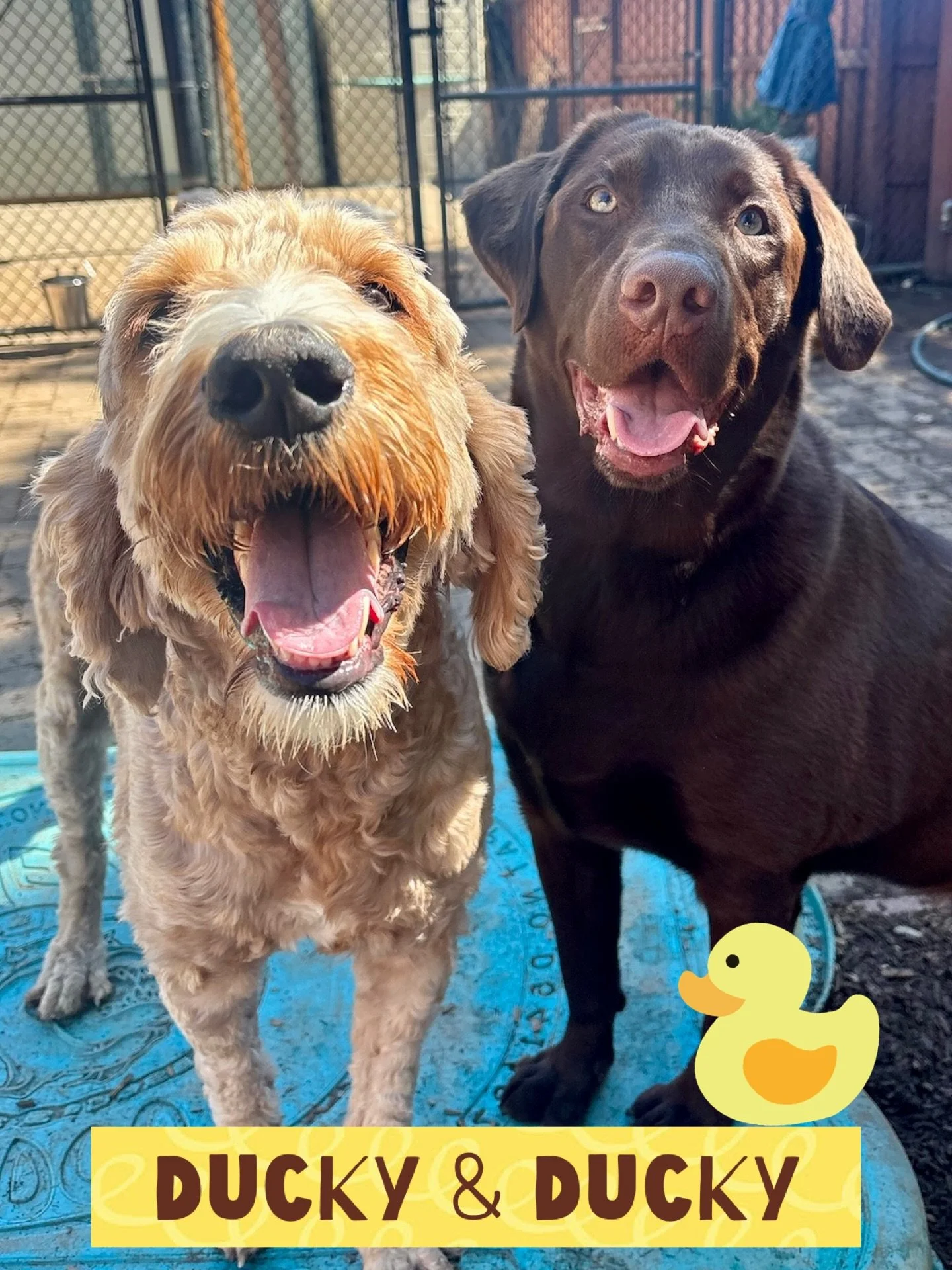 DOG OF THE DAY! 4-14-26. If it looks like a duck, wags like a duck, and barks like a duck then it must be a&hellip; DUCKY! 

Meet Ducky and Ducky, two of our fun and friendly VIPs who share the same name, play group (The Ruff and Readies), and play d