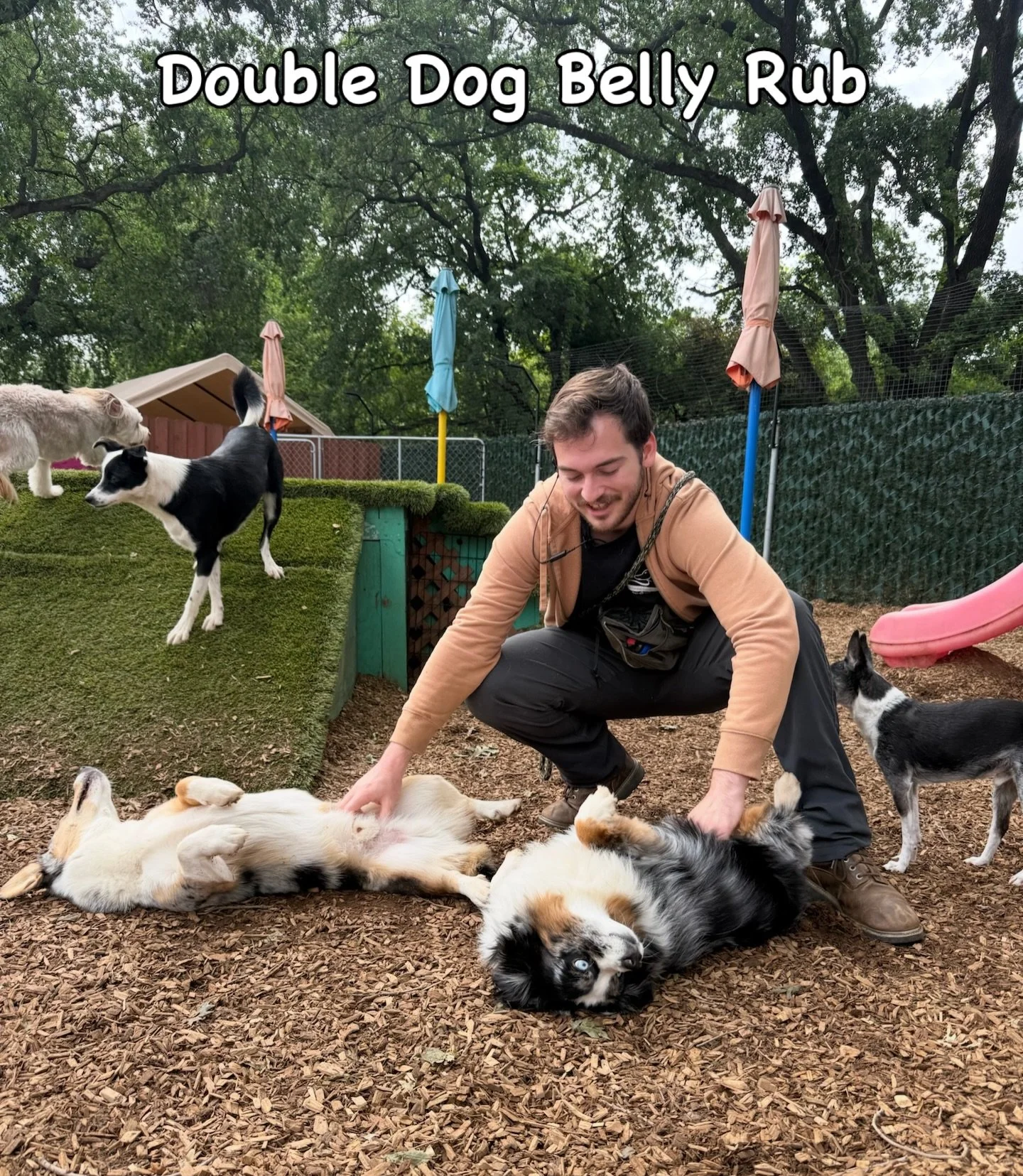 Canine Coach, Max, is the reigning team champ 🏅 in the Double Dog Belly Rub competition. Look at his two-handed technique and the melting relaxation of VIPs Harvey and Gizmo. Good job, Max! You win the gold (but we think Harvey and Gizmo are the rea