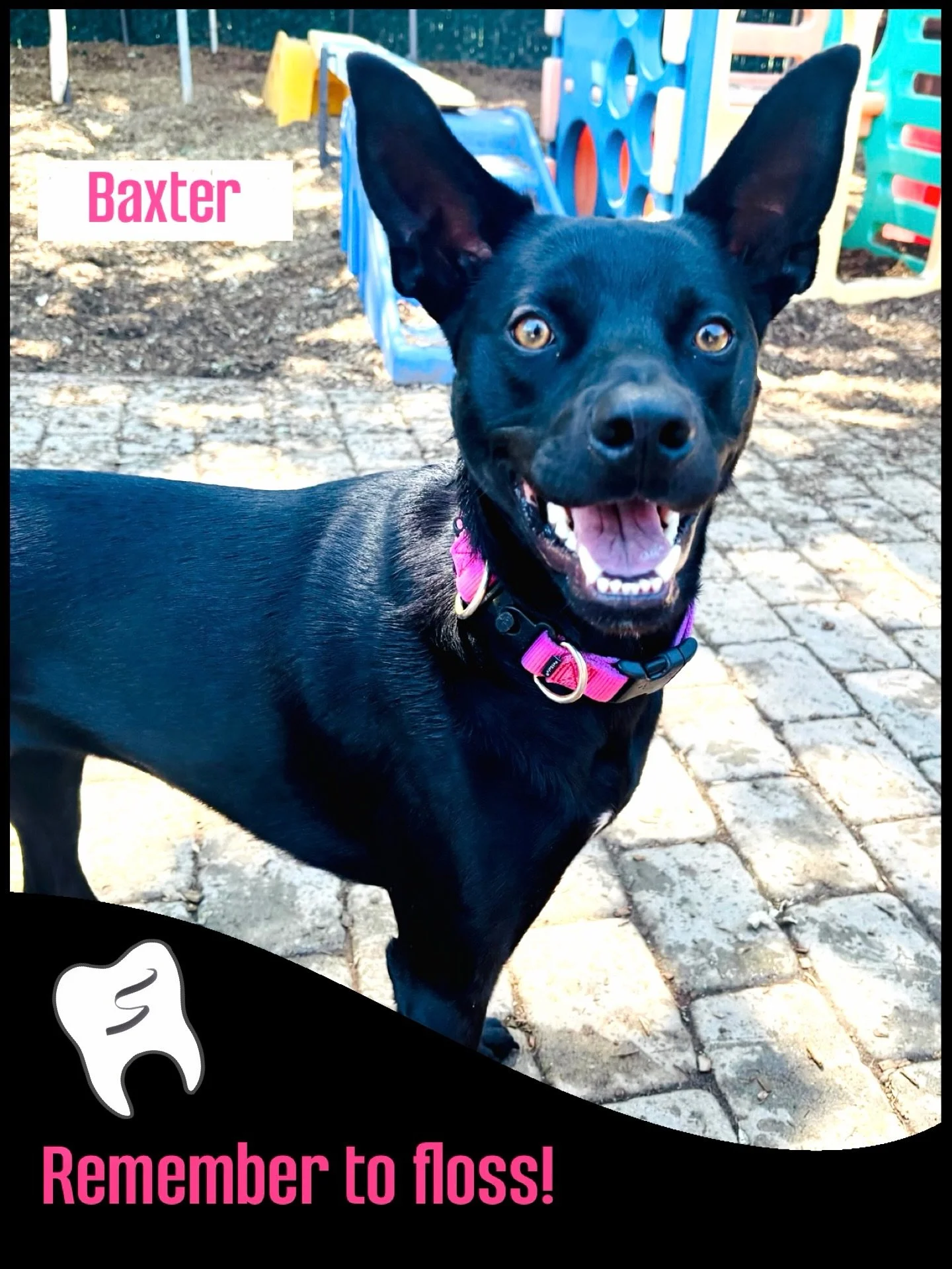 DOG OF THE DAY! 4-15-26. Baxter is a poster dog for great dental care. His terrific teeth, a stark reminder to floss. We will, Baxter! Thanks for the PSA!

Baxter&rsquo;s second PSA is that adoption is a great option! He was adopted from Butte Humane
