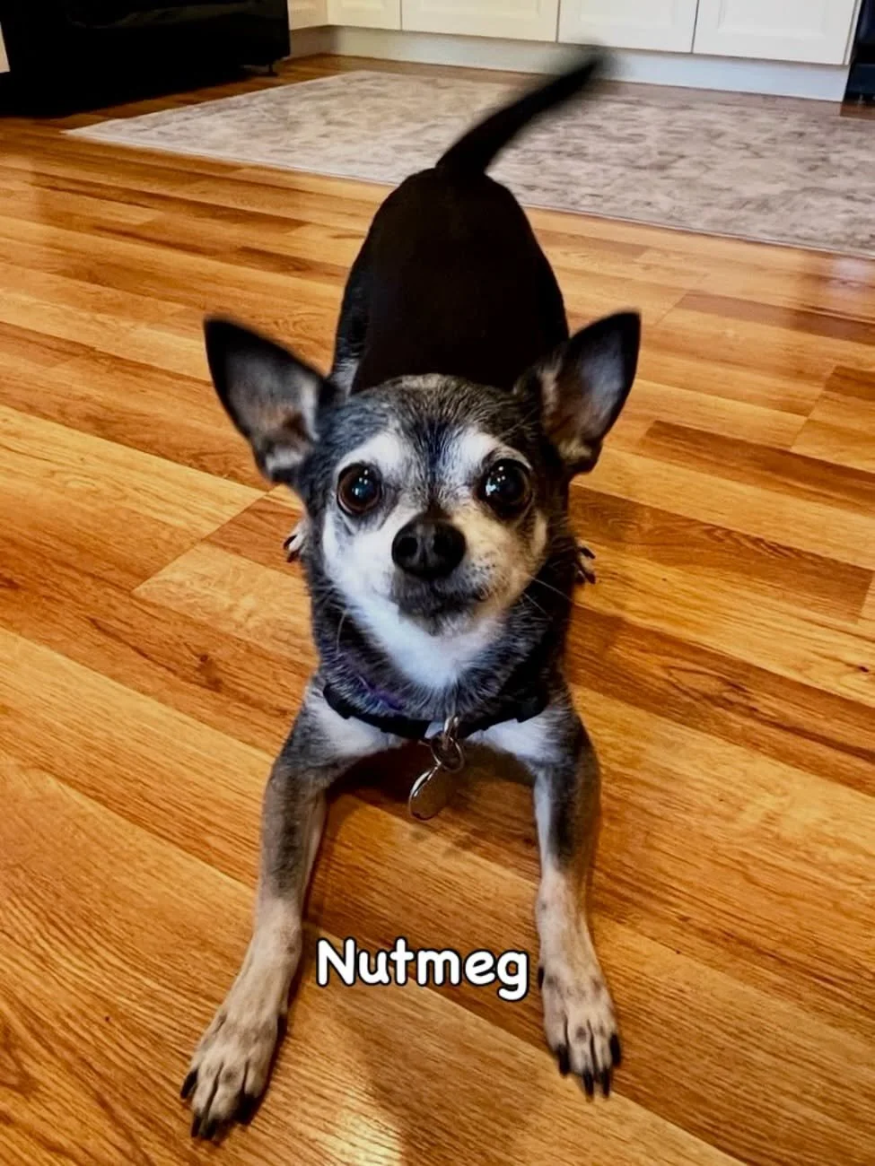 DOG OF THE DAY! 4-17-26. Meet Nutmeg! This guy may be tiny but his spunk and spirit are big and bold! 

Nutmeg has been a longtime participant in every aspect of The Canine Connection. He frequently attends our Small Dog Social as well as PEP Camp, o
