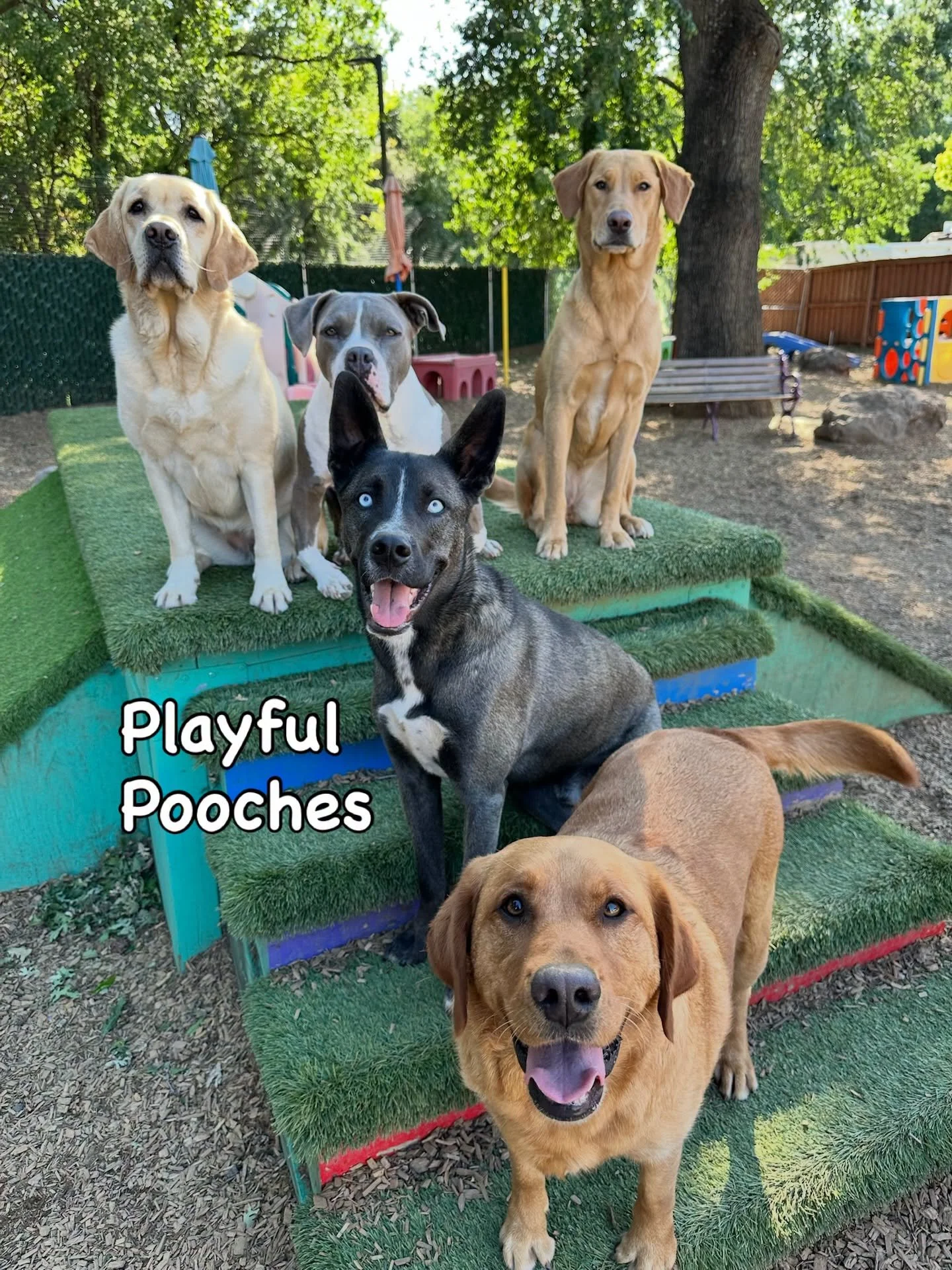 DOGS OF THE DAY! 4-16-26. We had so many fantastic photos from both our resort and academy last Thursday that we couldn&rsquo;t decide which photos to post and stories to tell - so we&rsquo;re a bit late with this posting. This fabulous photo is of s