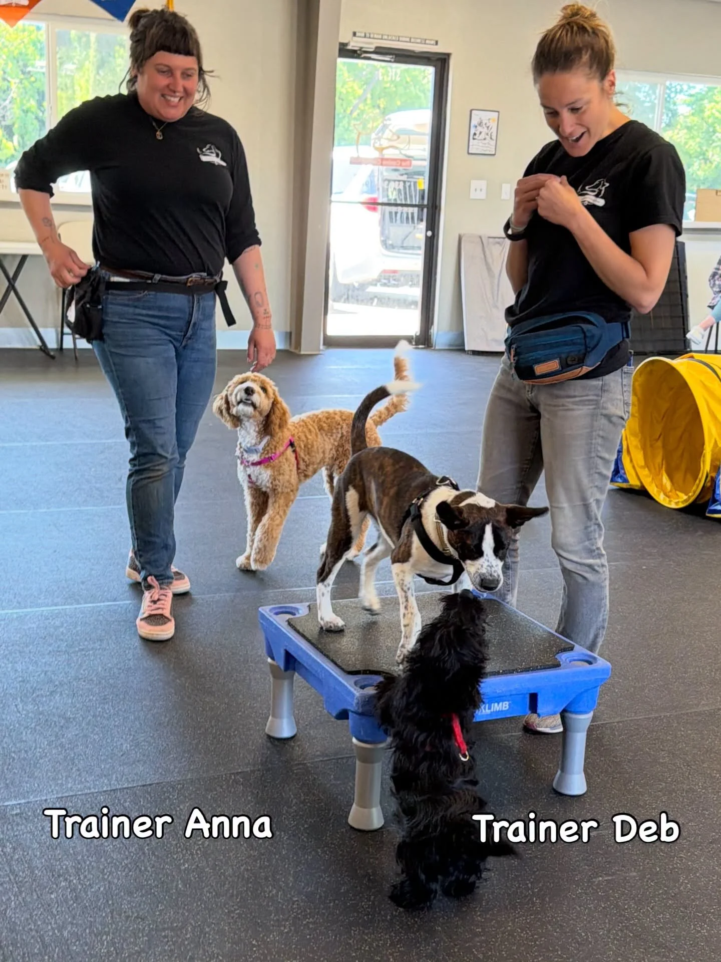 What were Trainers Anna and Deb doing this morning? They hosted and coached puppies at our Saturday morning Puppy Social hour! 

This weekly gathering of pups allows them to learn positive associations and play skills with other dogs, along with rece