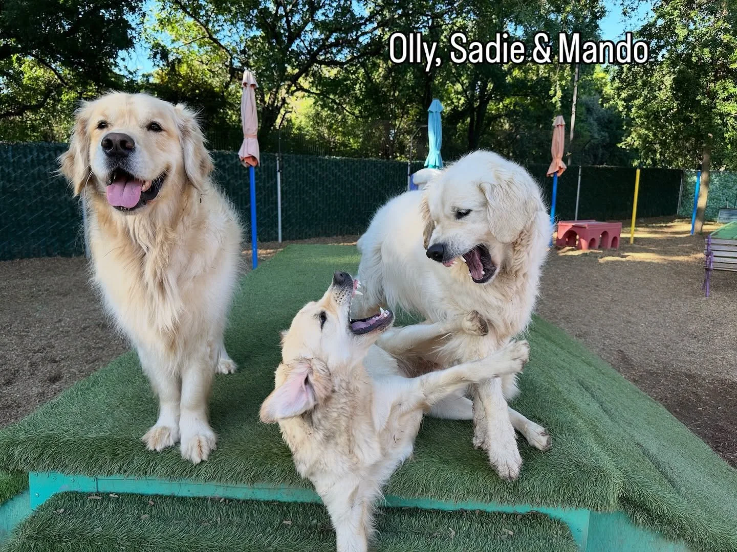 DOGS OF THE DAY! 4-19-26. Olly, Sadie, and Mando. Only one of these dogs read the memo.

#thecanineconnection #canineconnection #dogresort #dogoftheday #dogsofthecanineconnection