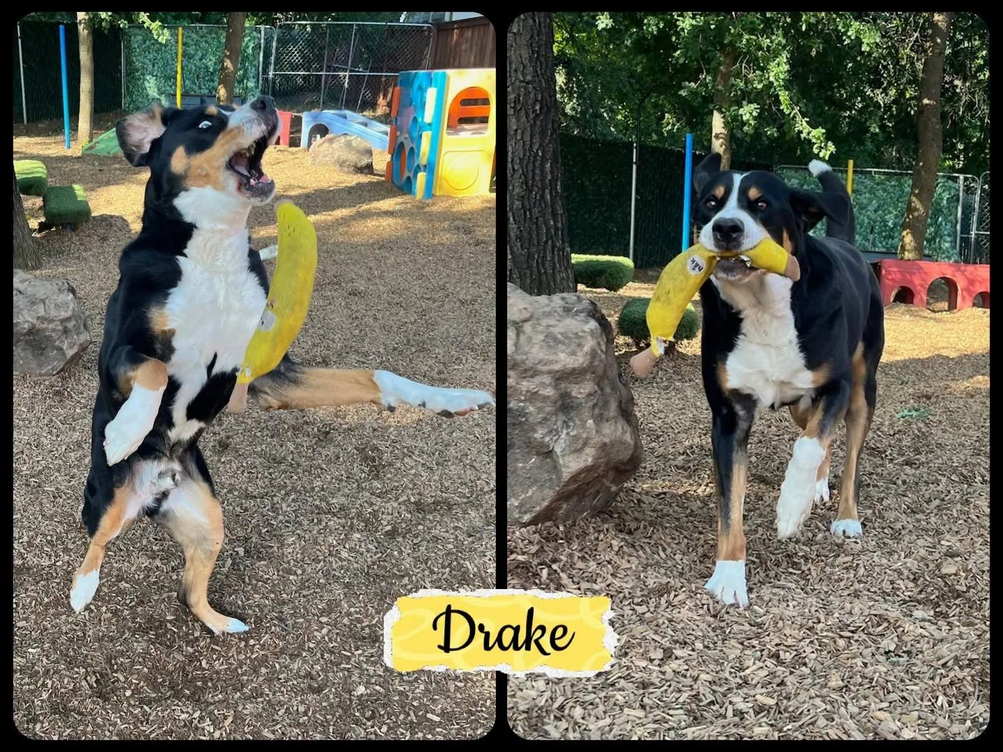 DOG OF THE DAY! 4-20-26. Drake is a big boy with a boisterous spirit. He&rsquo;s a Greater Swiss Mountain Dog who has been vacationing with us for many years. At nine years old, this guy is officially a senior but you&rsquo;d never know it. As you ca